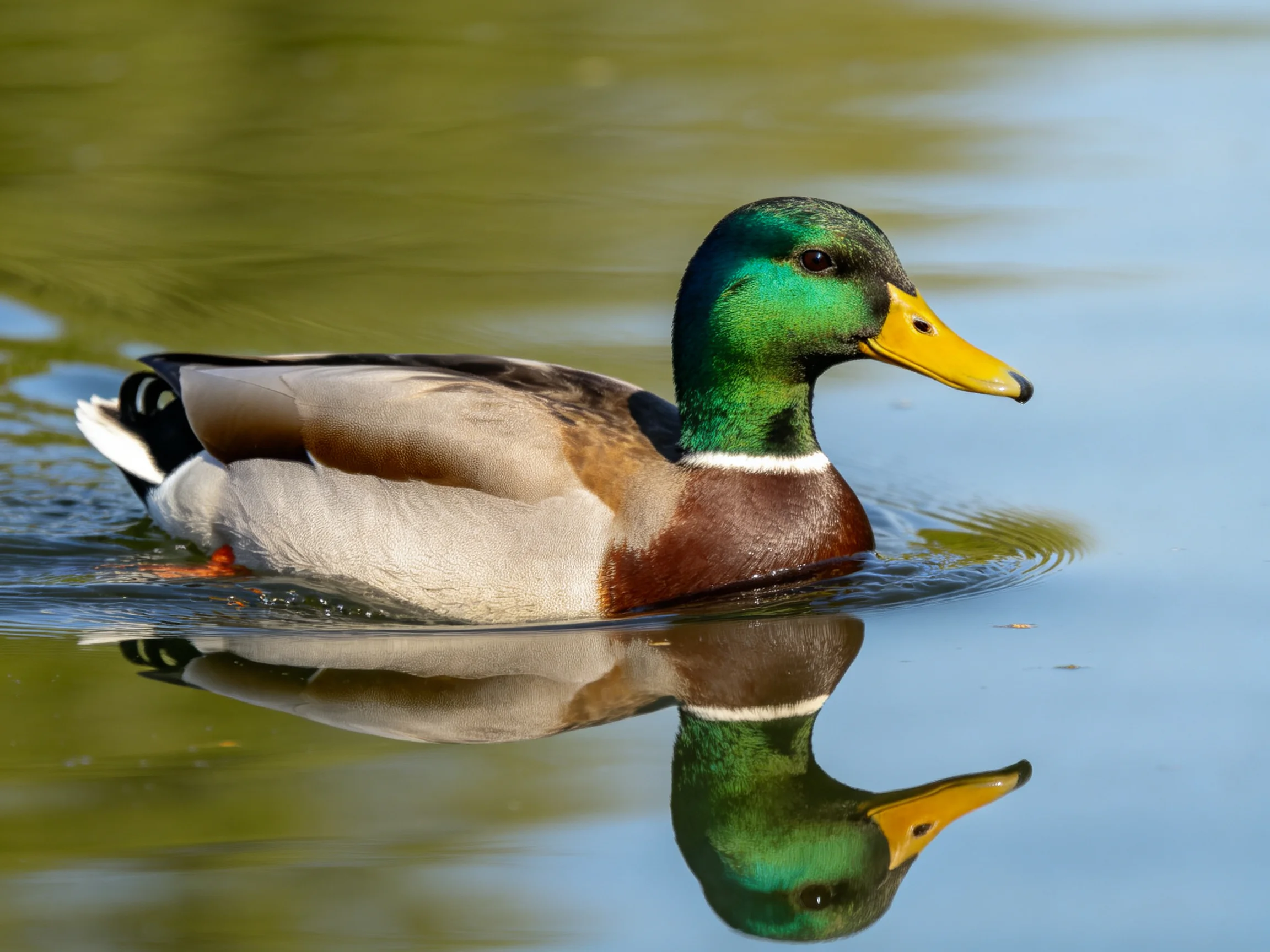 A mallard duck with green head swims in calm blue-green water