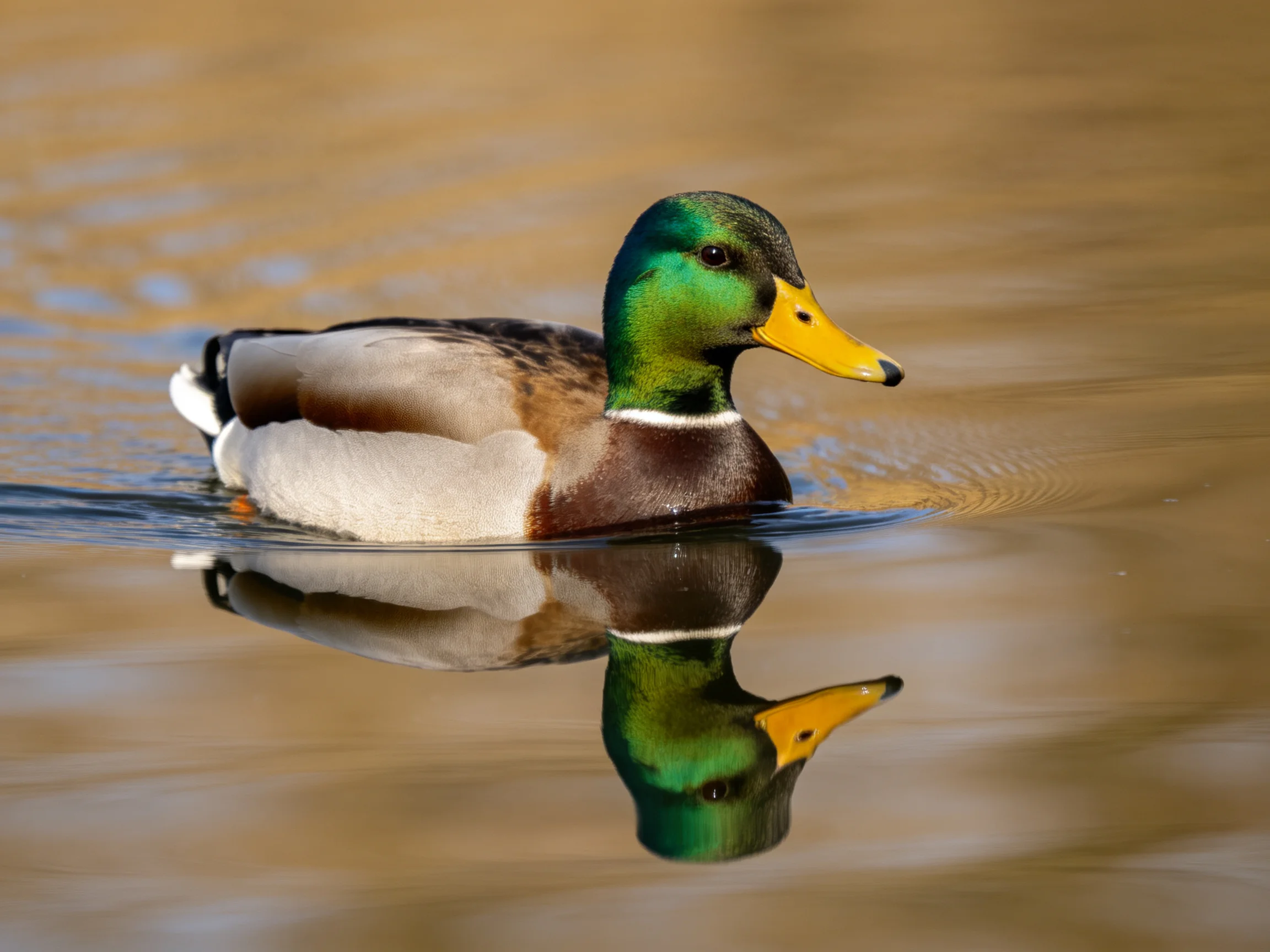 A mallard duck with green head swims in calm water reflecting its form