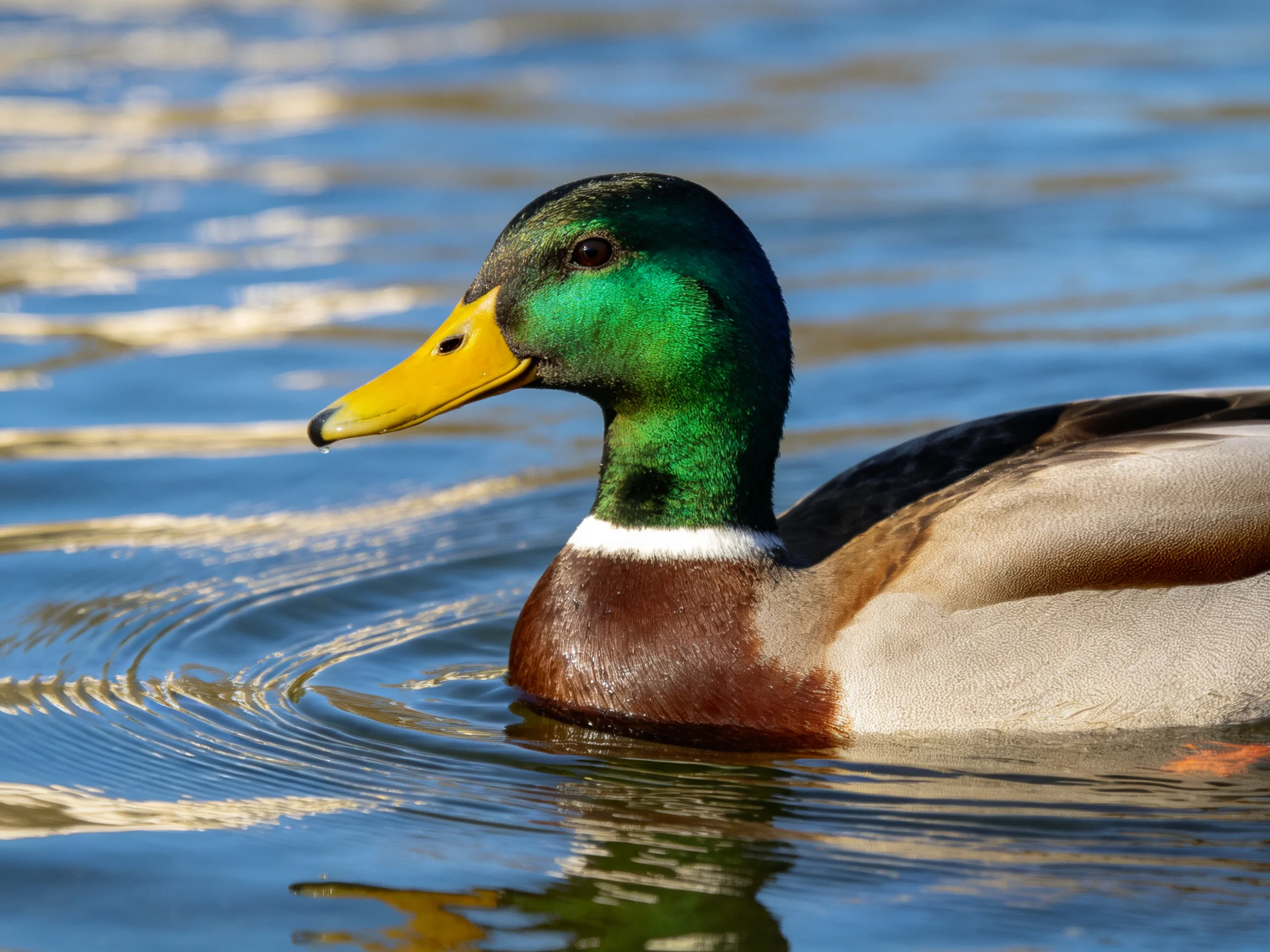 A mallard duck with green head swims in rippling blue water