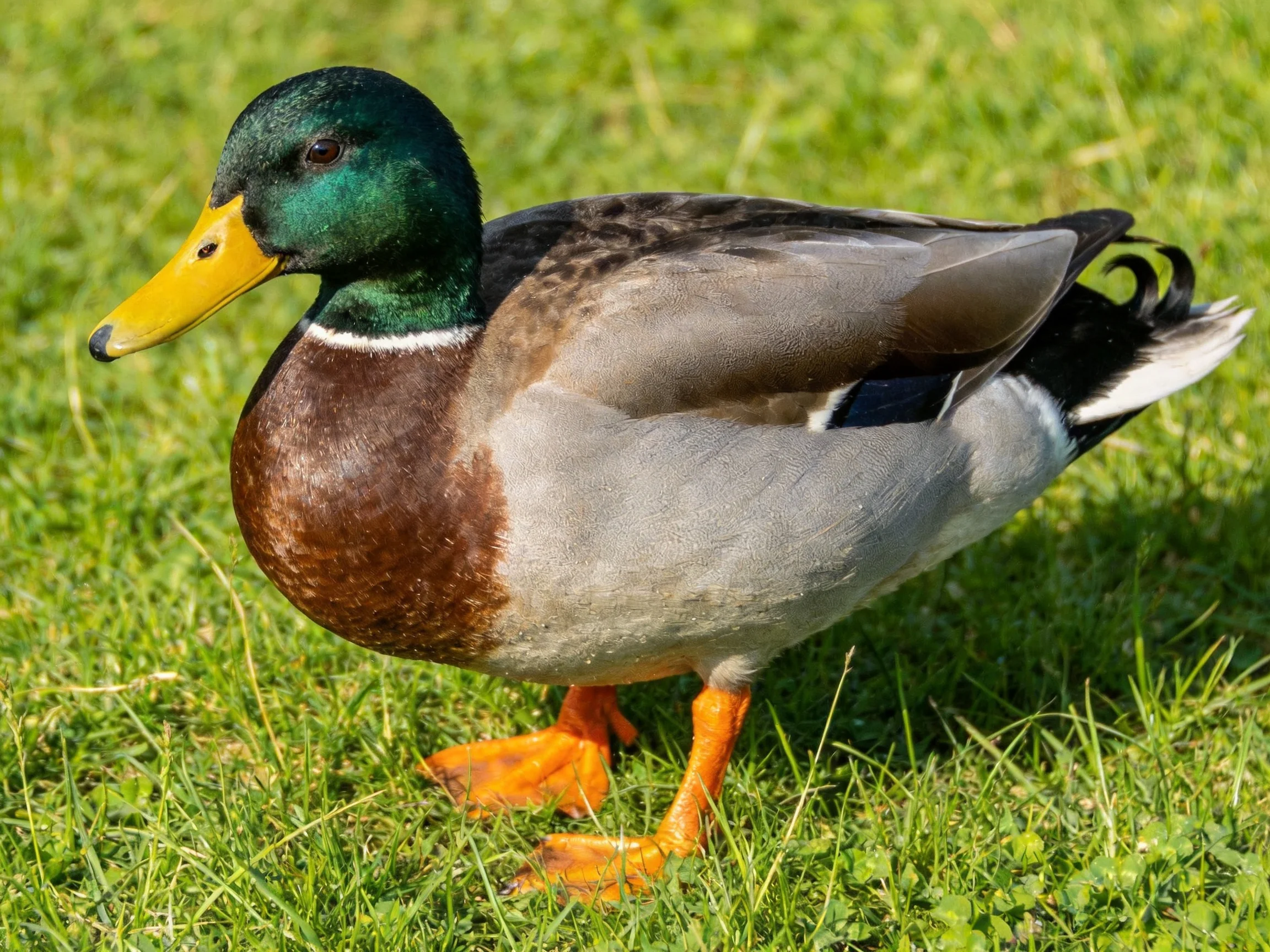 A mallard duck with green head, yellow beak, and orange feet on lush grass
