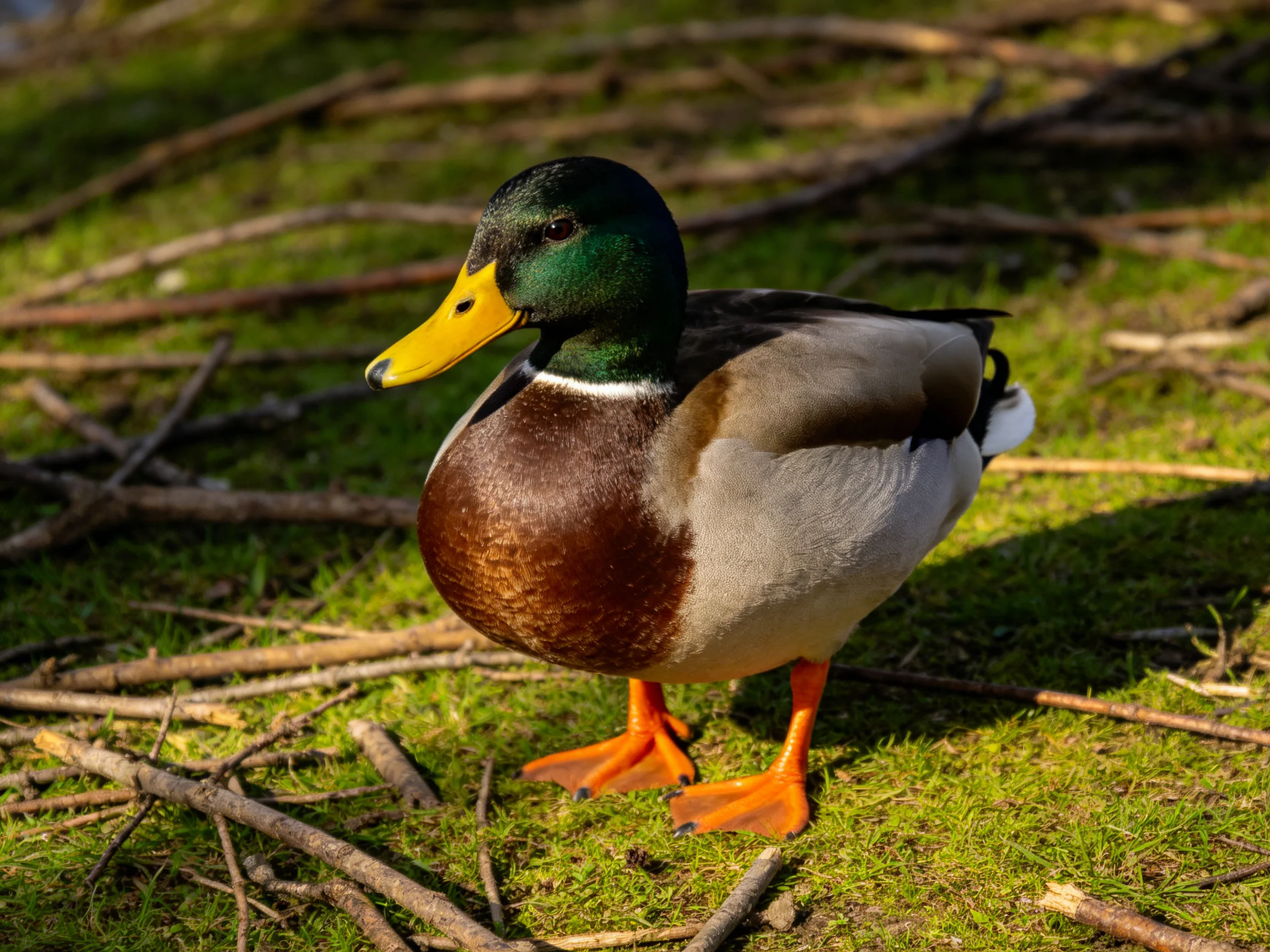 A mallard duck with green head, yellow beak, orange feet on mossy ground