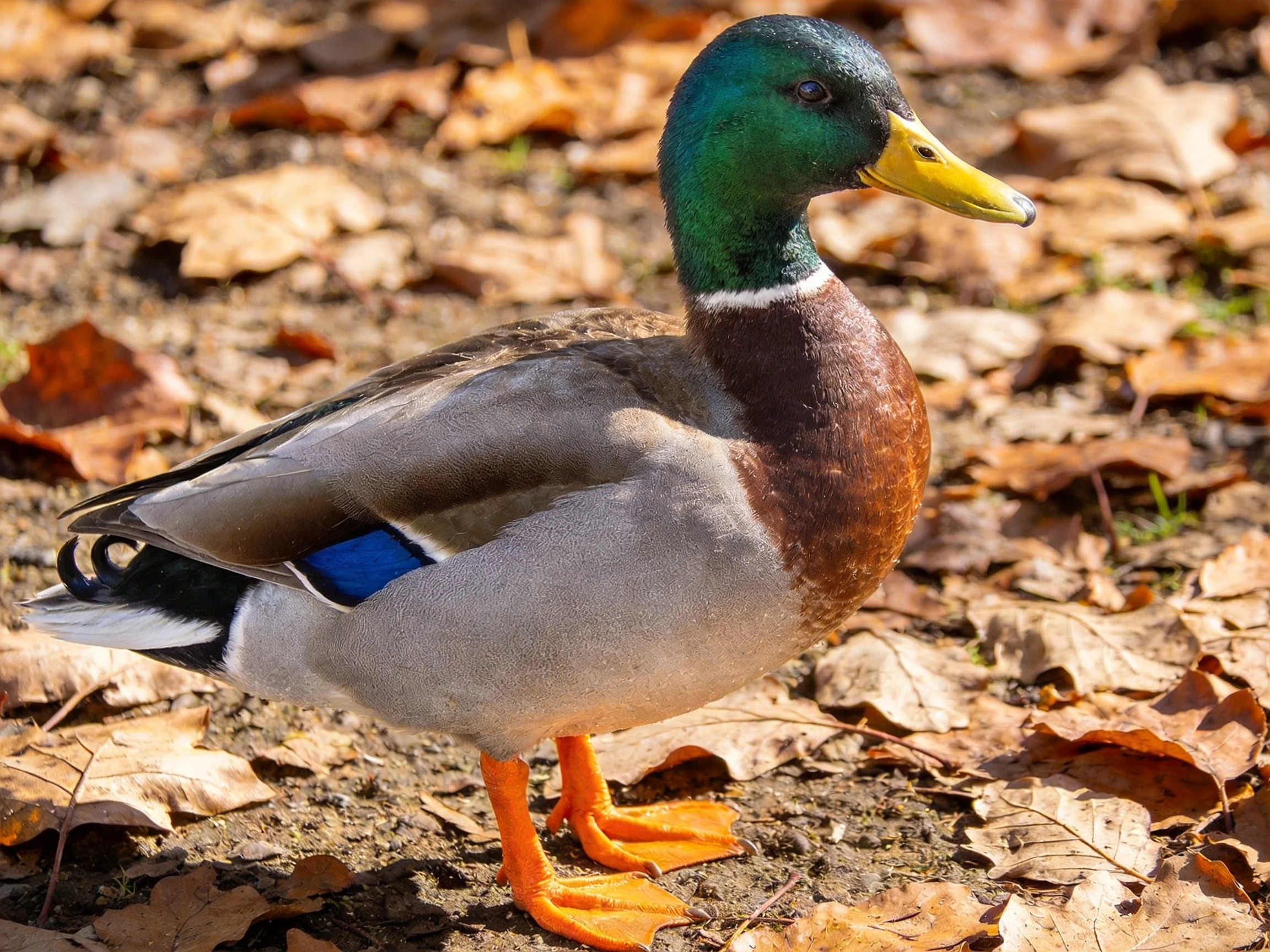 A mallard duck with green head, yellow beak, standing on autumn leaves