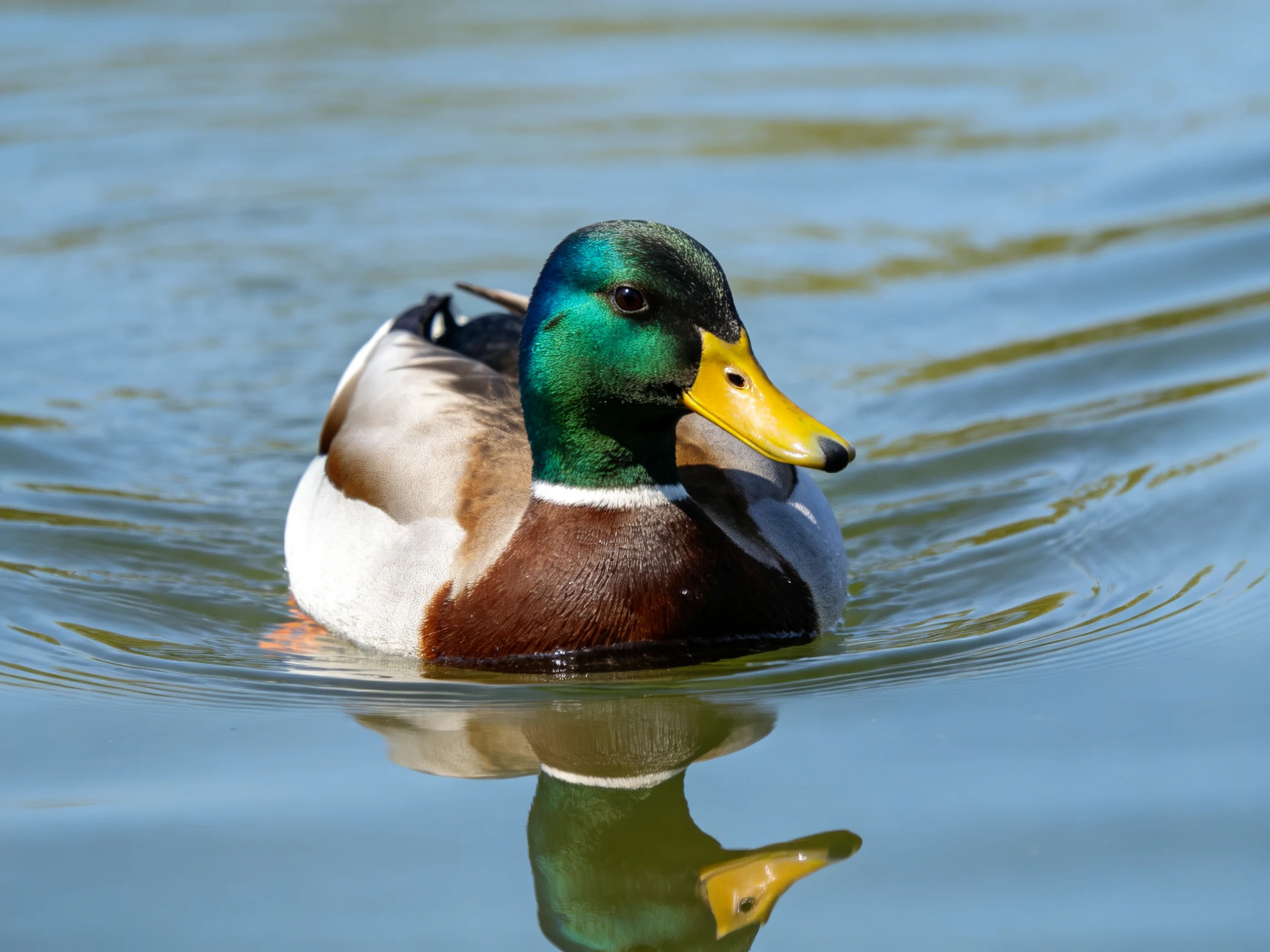 A mallard duck with green head, yellow beak swims in calm water