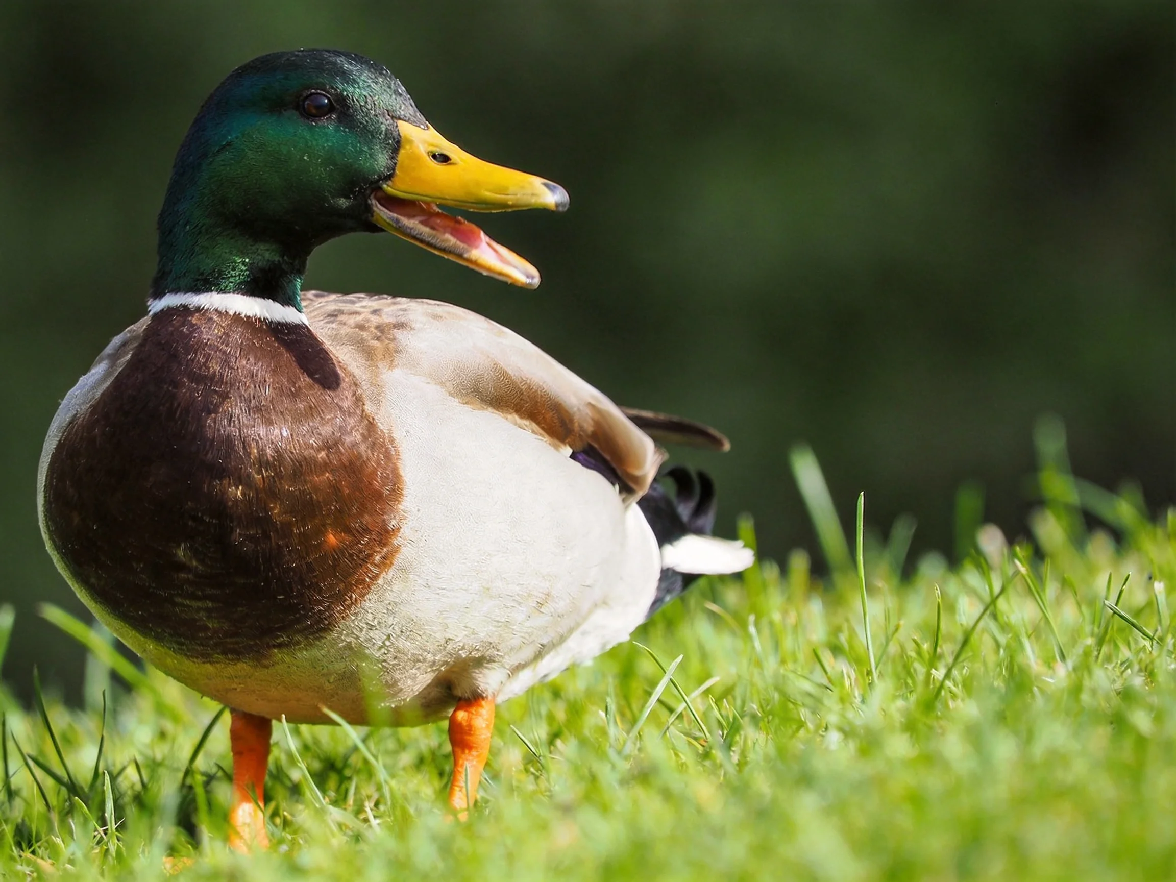 A mallard duck with green head, yellow bill, brown chest stands on grass
