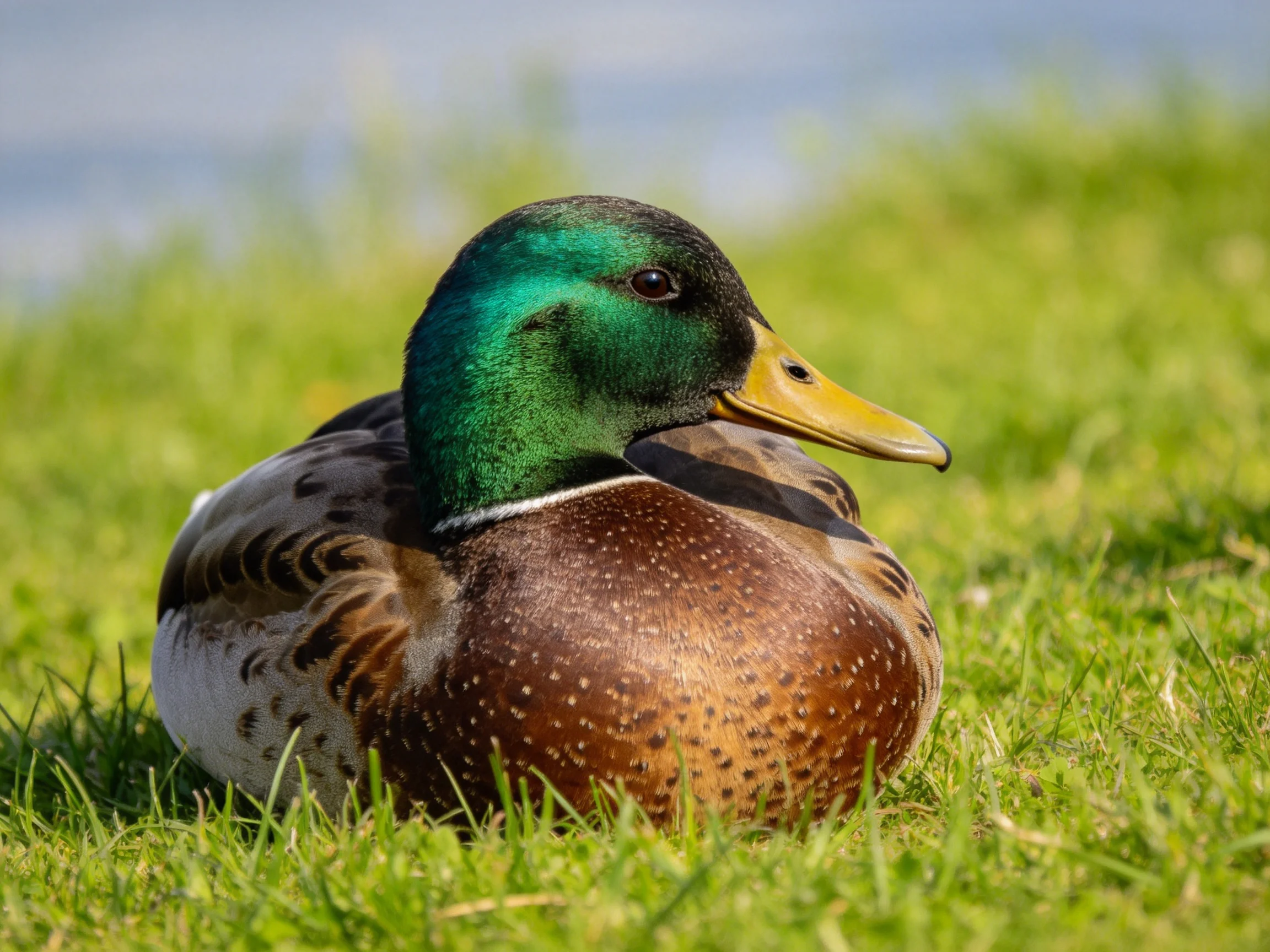 A mallard duck with iridescent green head and speckled brown body rests on bright green grass
