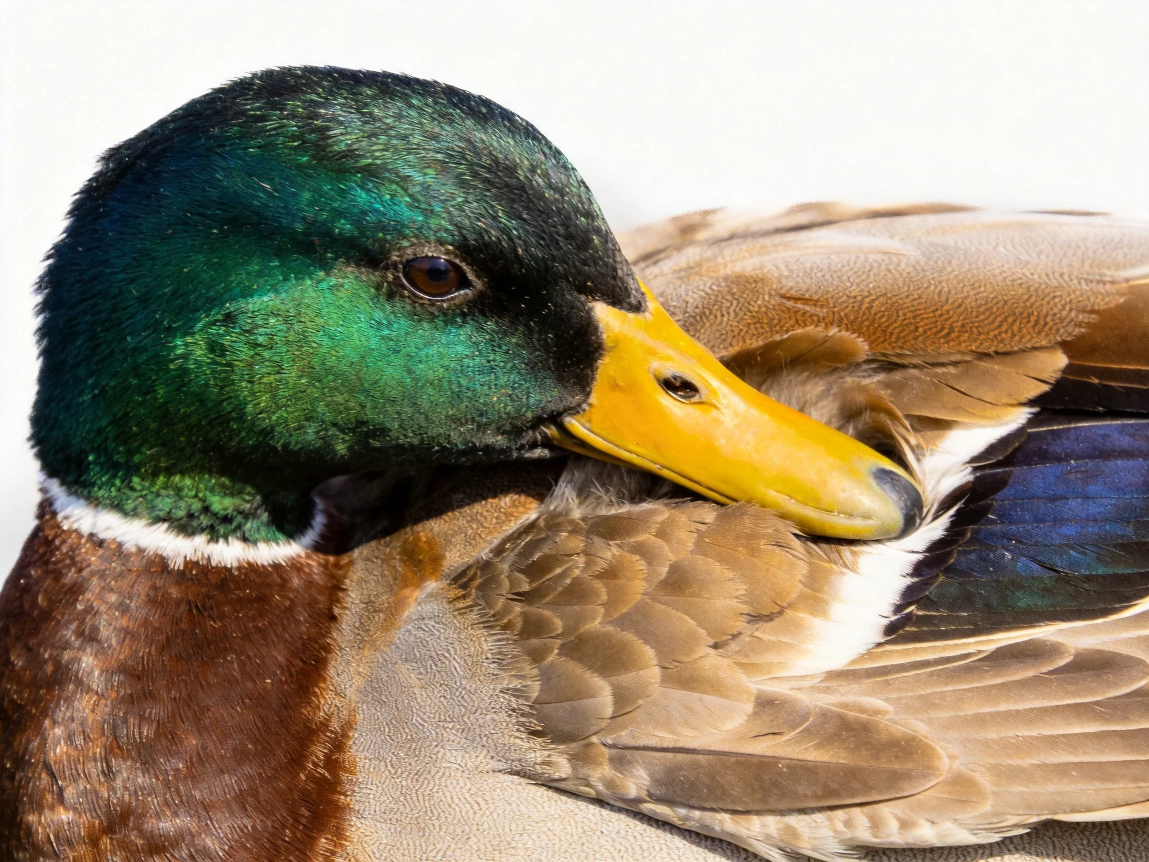 A mallard duck with iridescent green head, bright yellow beak, and brown feathers