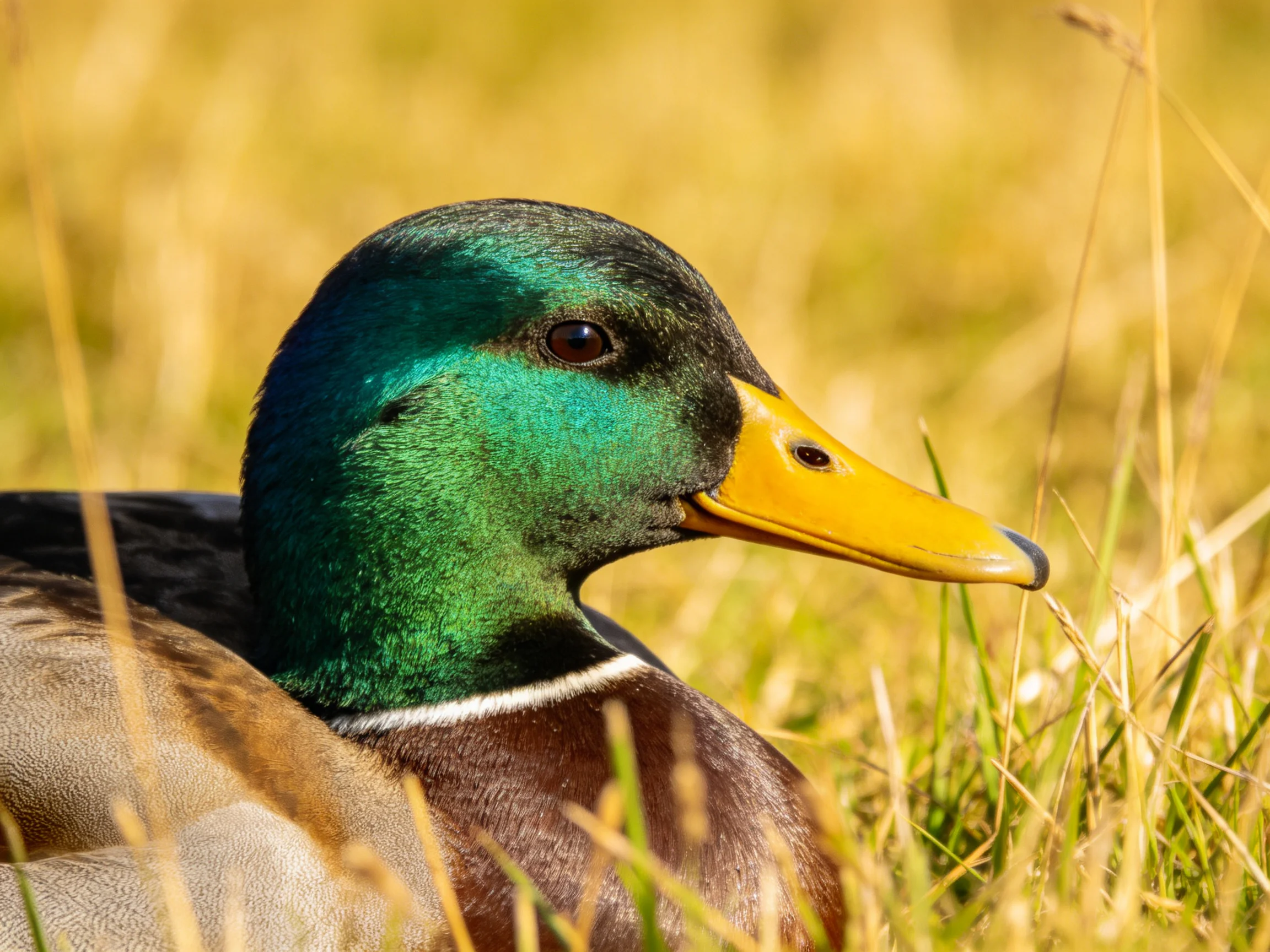 A mallard duck with iridescent green head, bright yellow bill, resting in golden grass