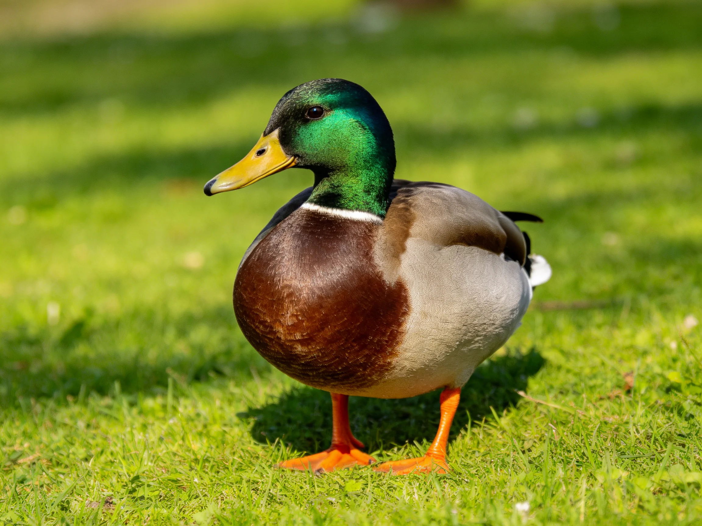 A mallard duck with iridescent green head, brown chest, and orange feet on green grass