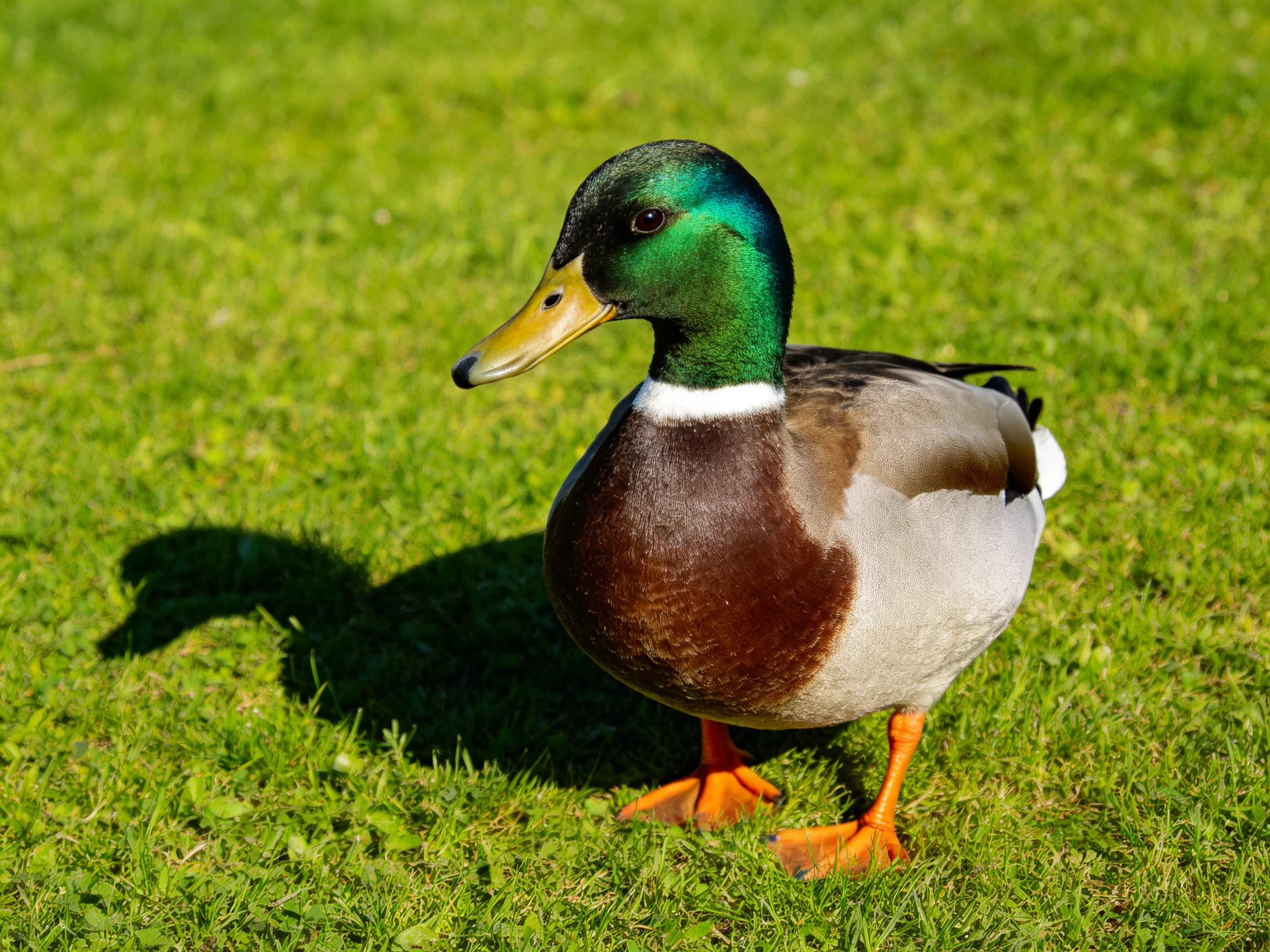 A mallard duck with iridescent green head, brown chest, and orange feet on green grass