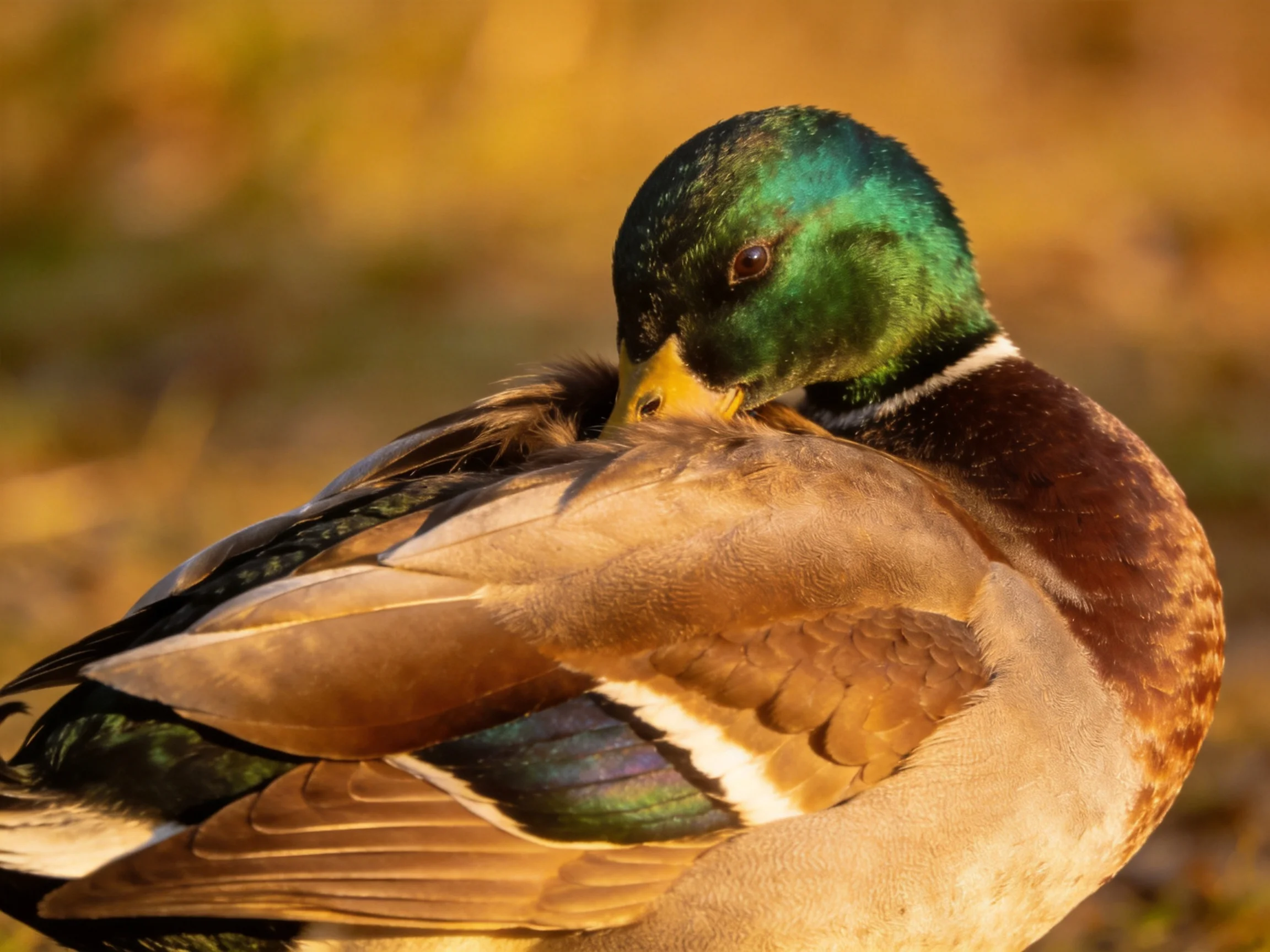A mallard duck with iridescent green head preening on golden ground
