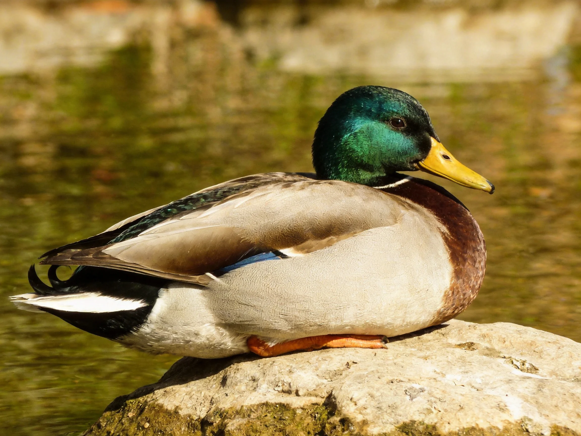A mallard duck with iridescent green head rests on a rock near calm water