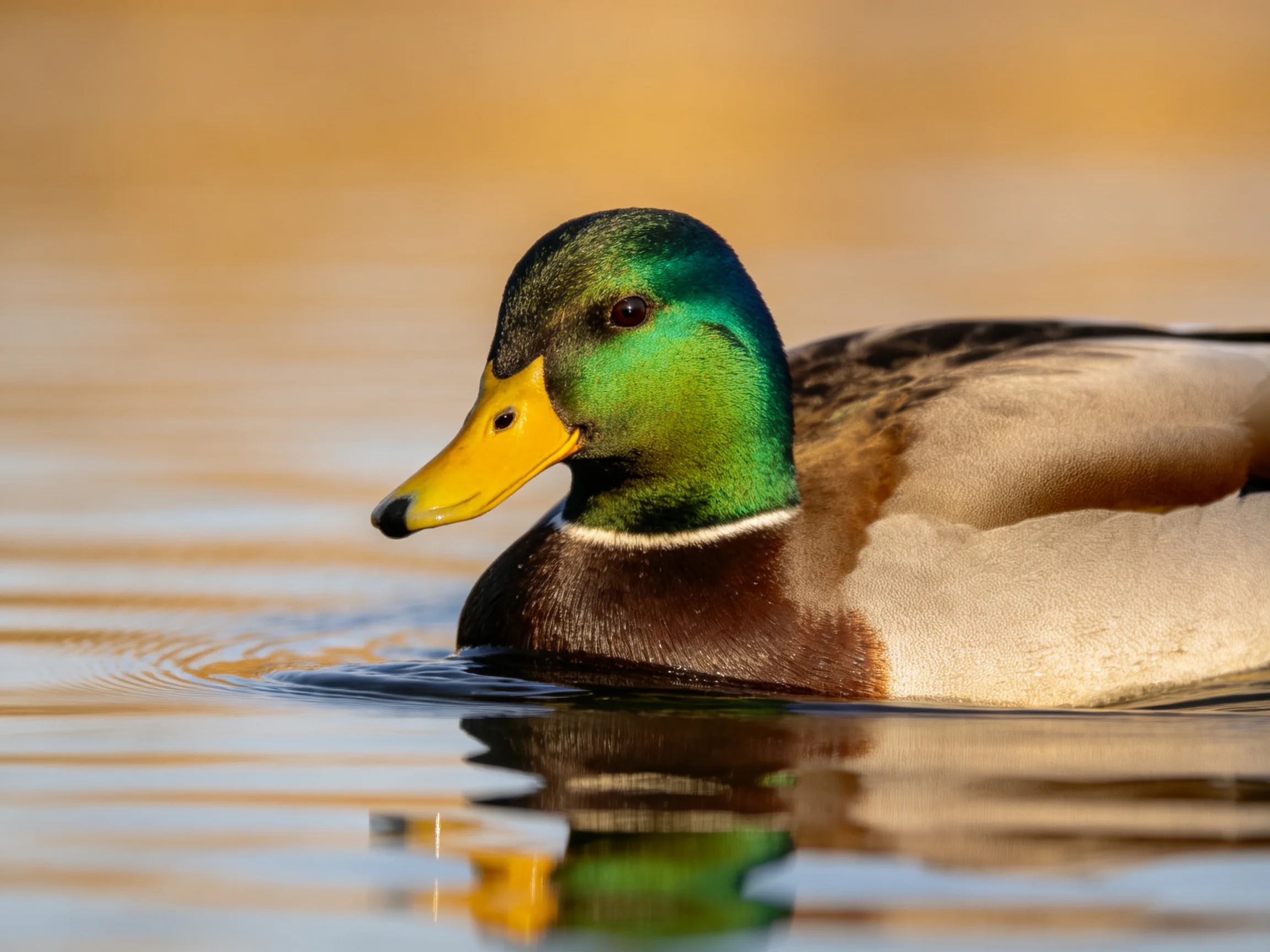 A mallard duck with iridescent green head swims in calm water