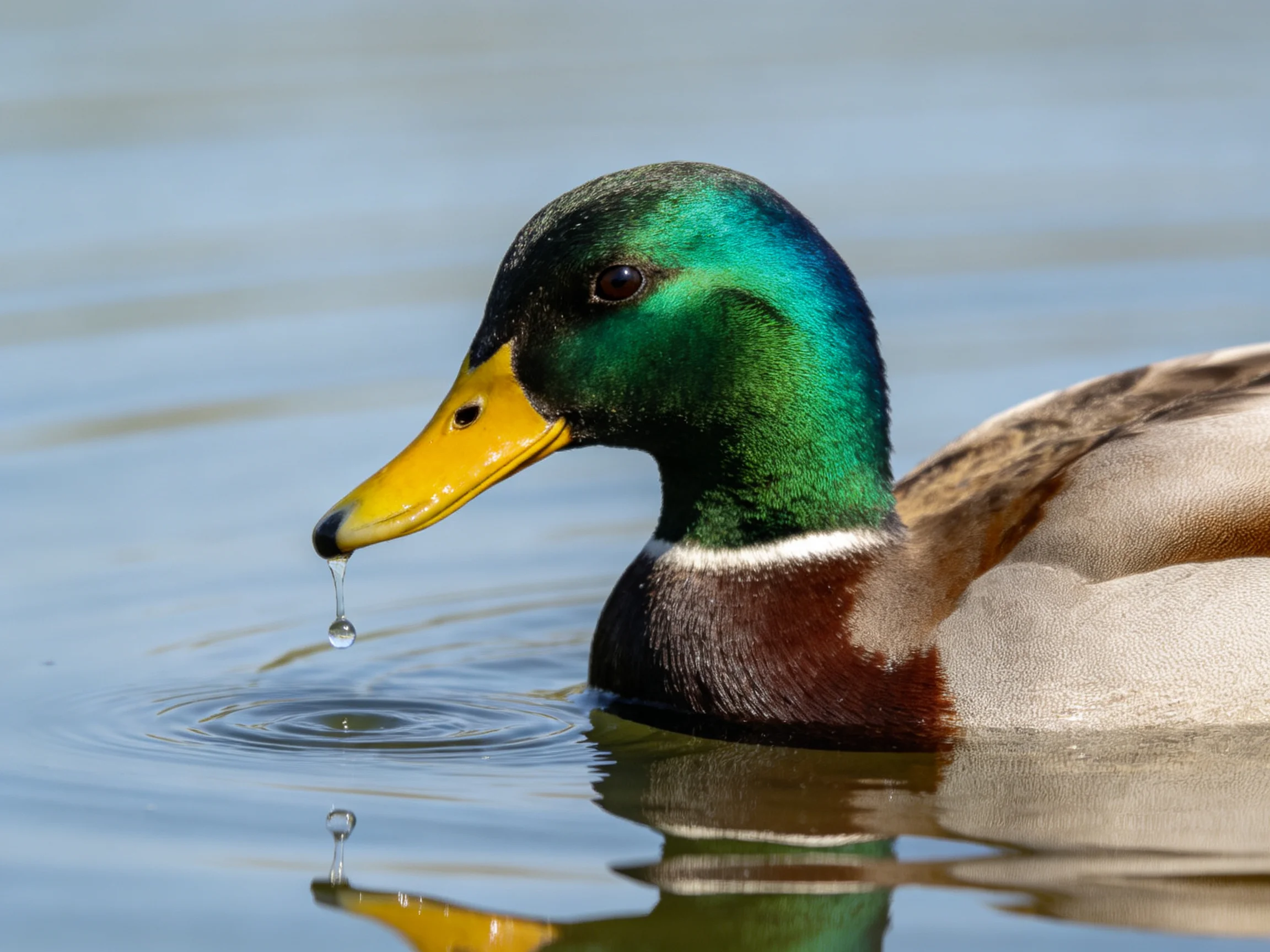 A mallard duck with iridescent green head swims in calm water