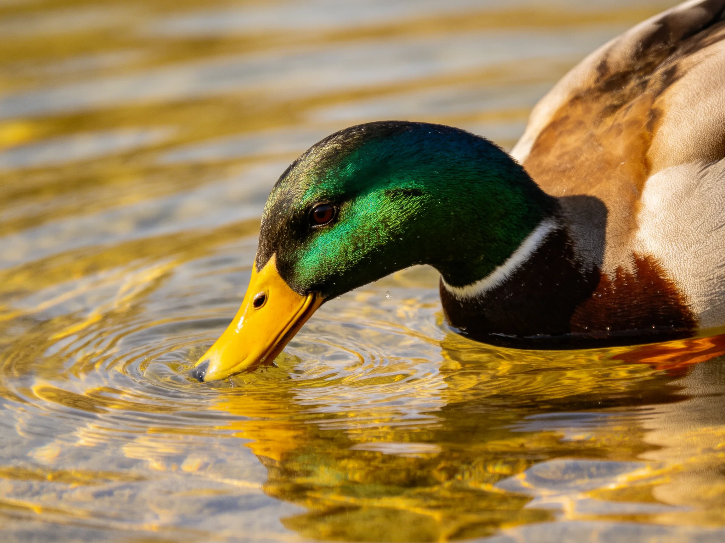 A mallard duck with iridescent green head swims in golden-hued water