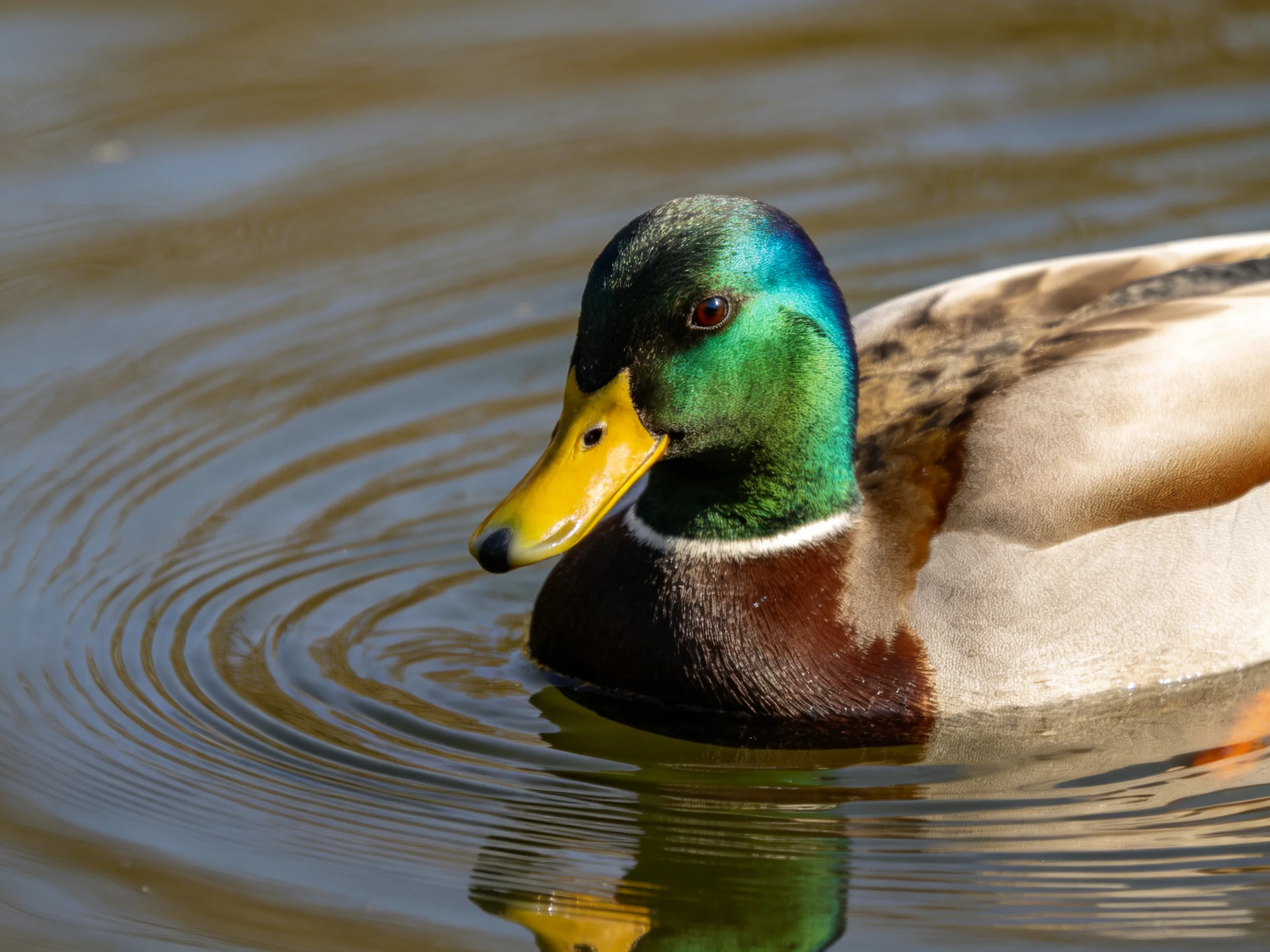 A mallard duck with iridescent green head swims in rippling water