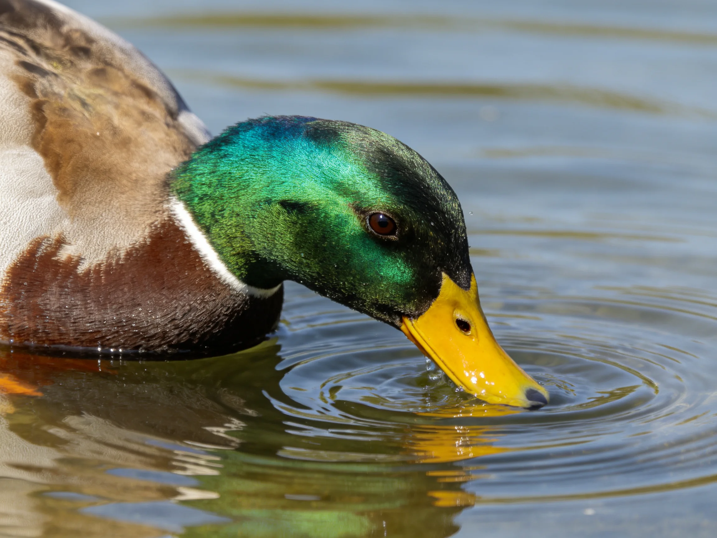 A mallard duck with iridescent green head swims in rippling water