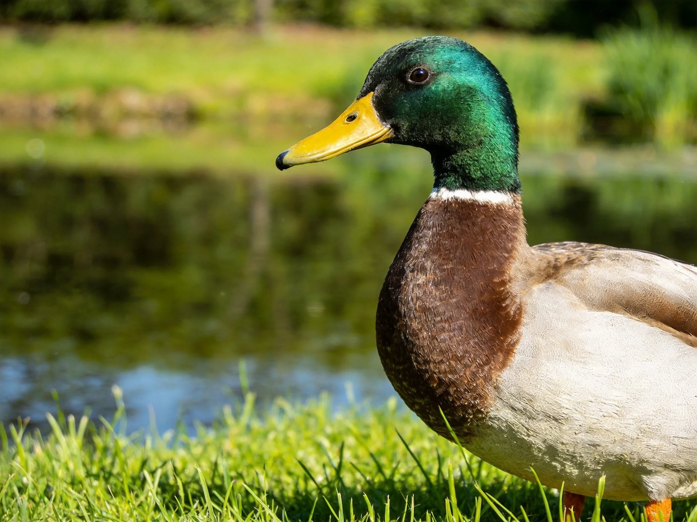 A mallard duck with iridescent green head, yellow beak, near a pond