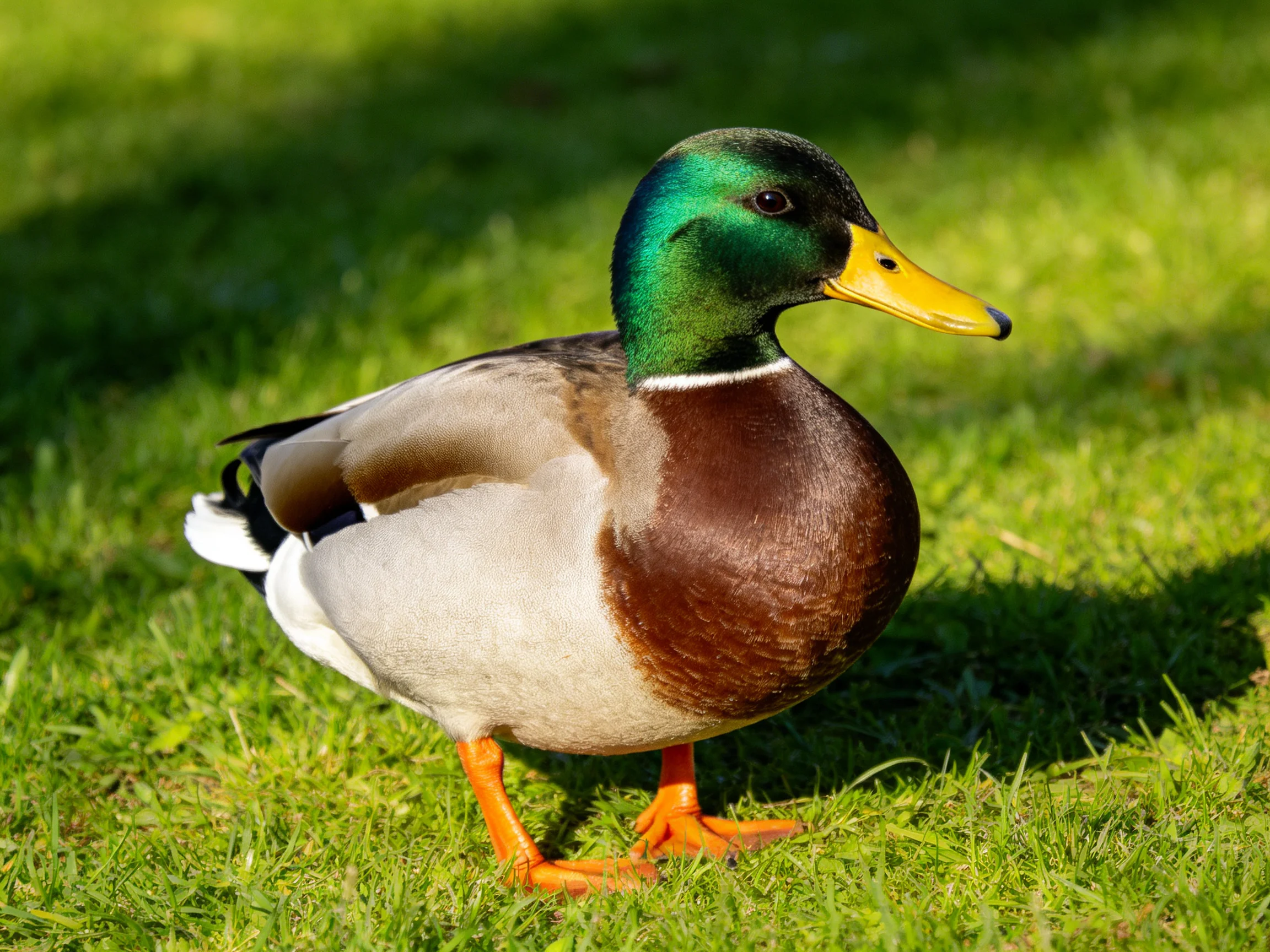 A mallard duck with iridescent green head, yellow bill, brown chest on lush green grass
