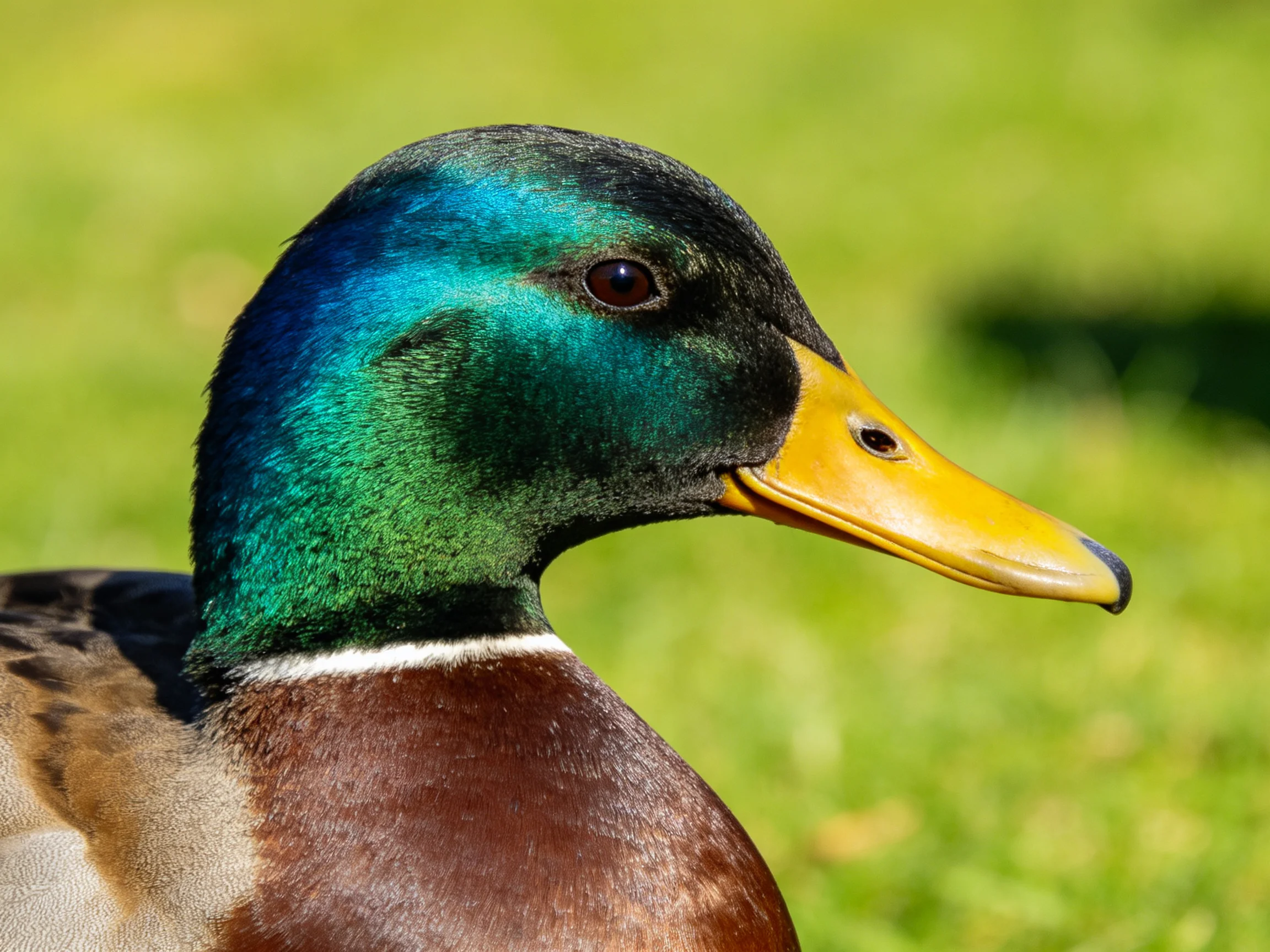 A mallard duck with iridescent teal head, bright yellow bill, and brown chest