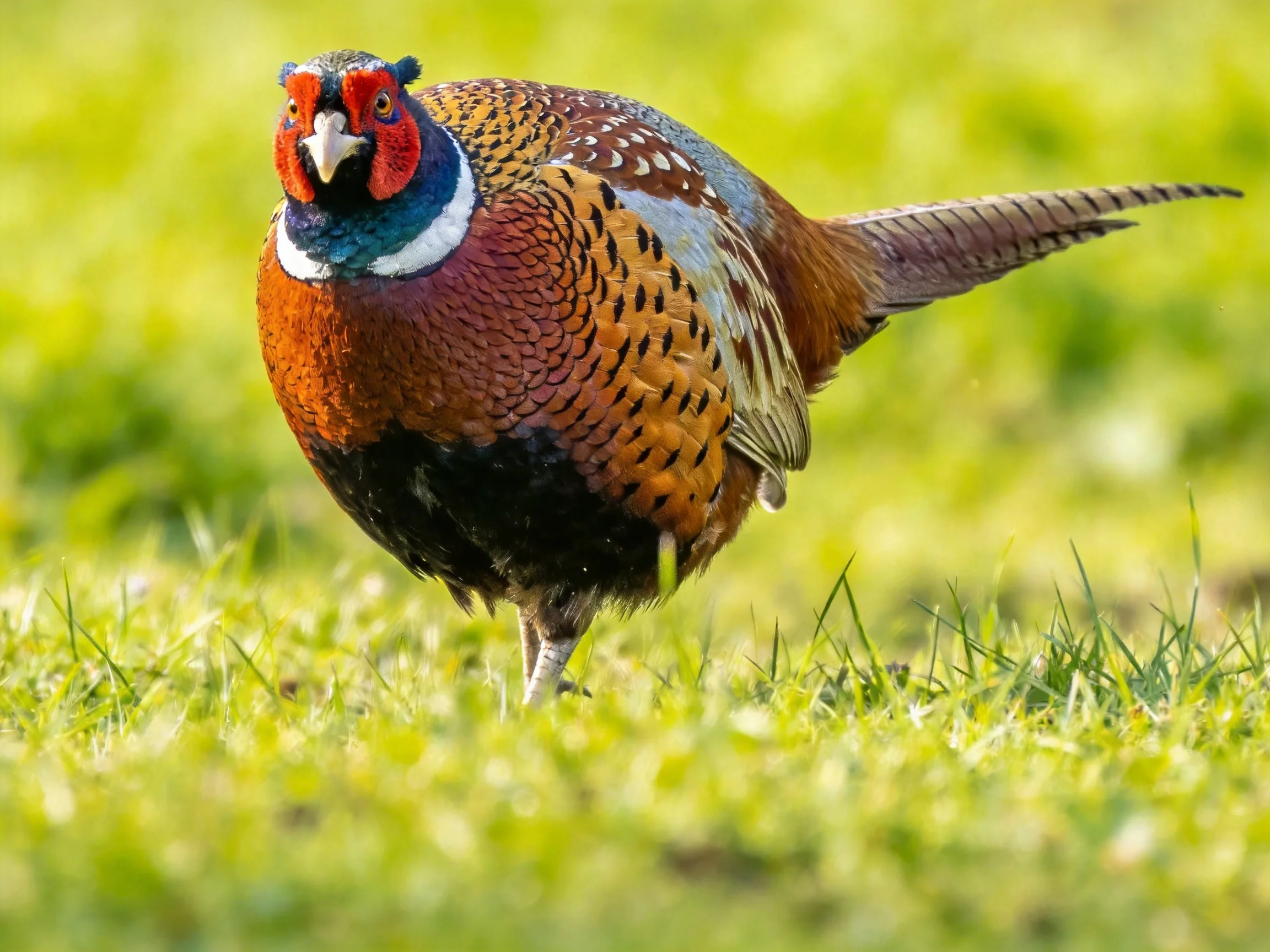 A multicolored pheasant with red face and blue neck ring on green grass