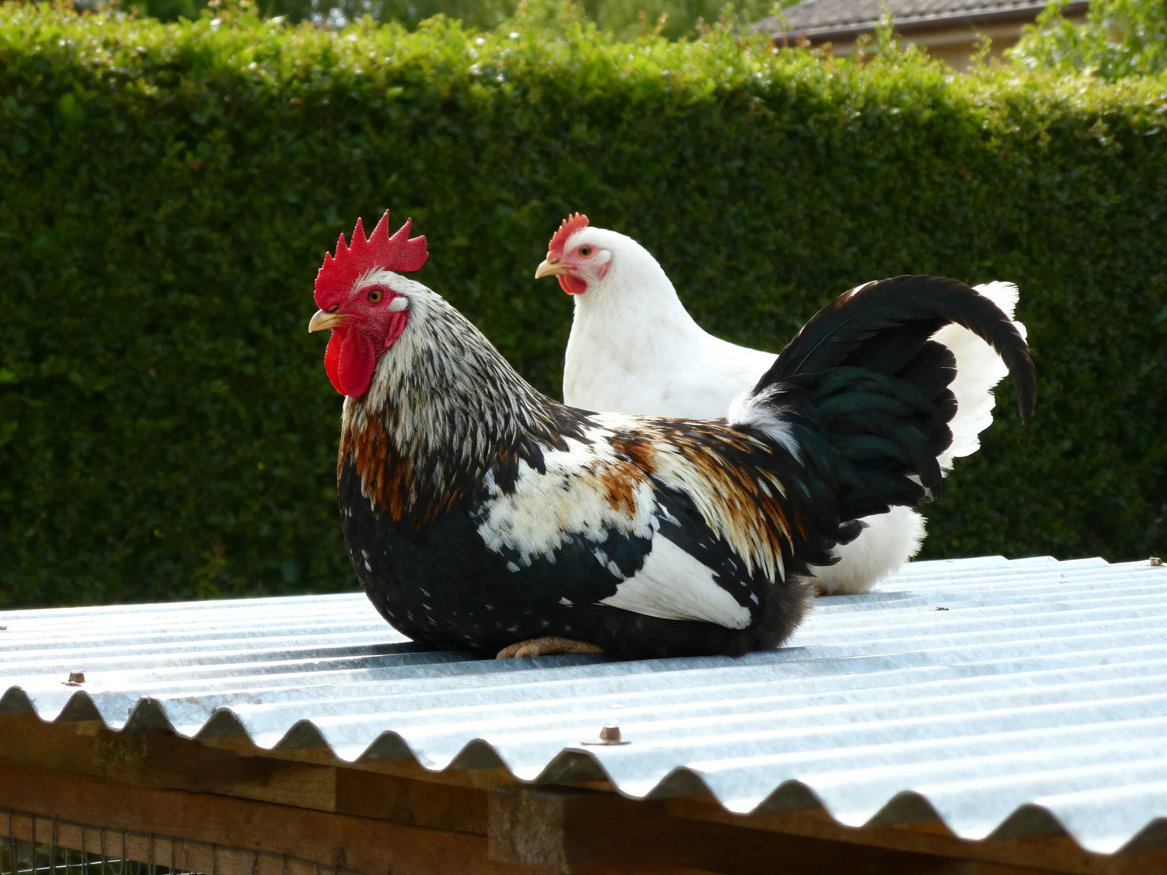 Two chickens—one multicolored rooster, one white hen—rest on a corrugated metal roof with a green hedge backdrop.