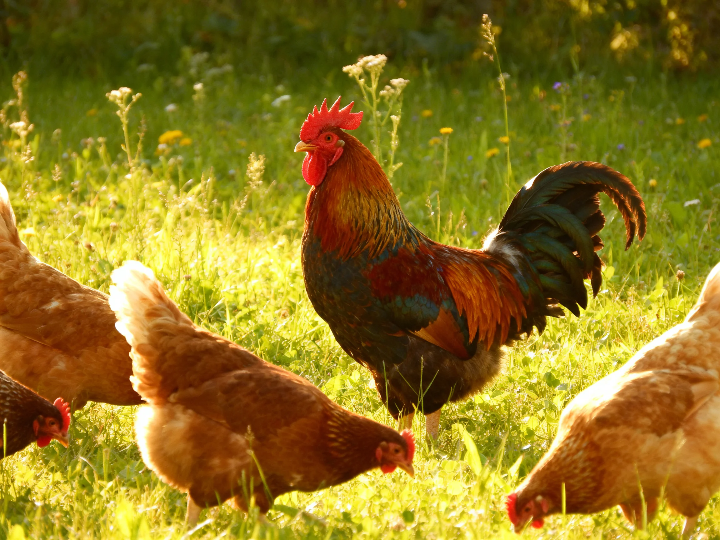 A multicolored rooster leads four hens in a sunlit meadow