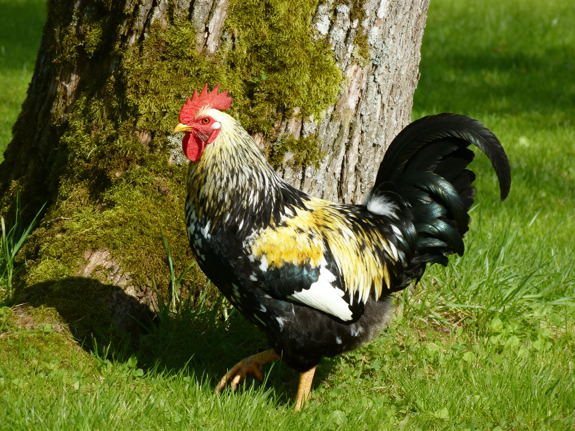 A multicolored rooster stands beside a moss-covered tree trunk on green grass.