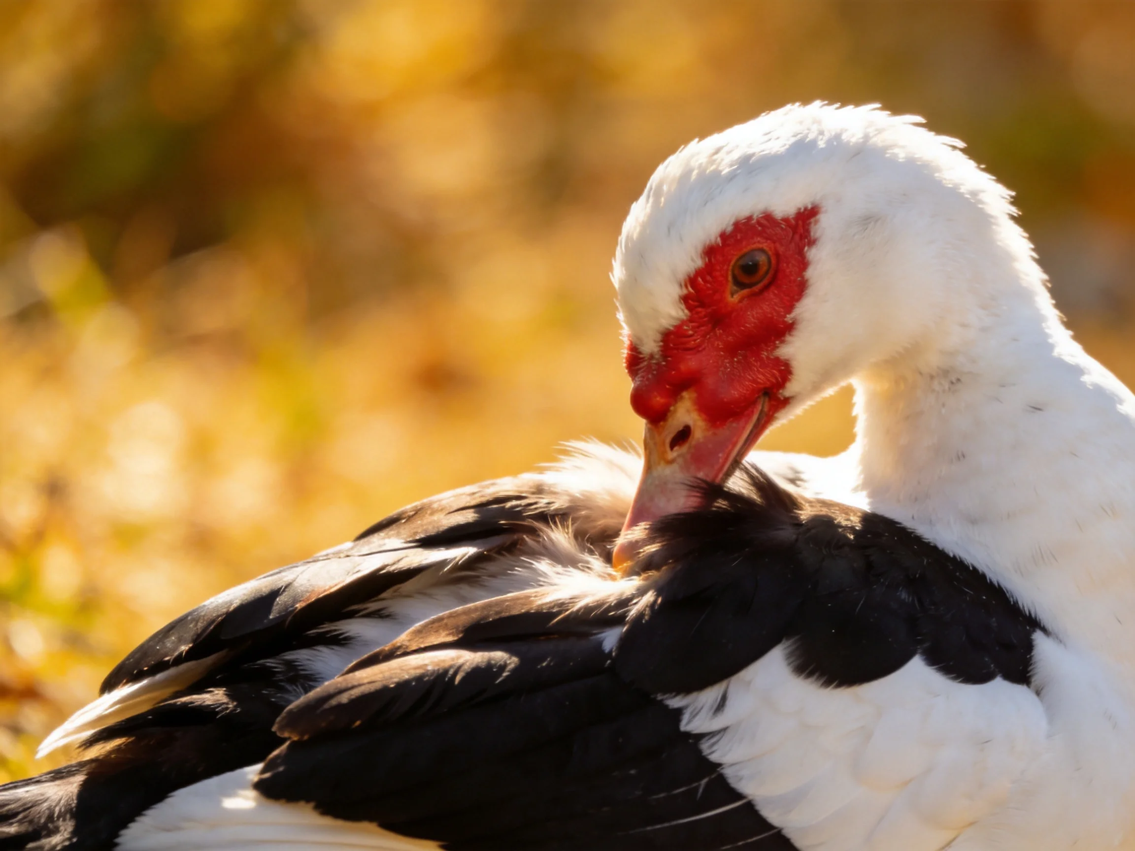 A muscovy duck preening with red facial skin and contrasting plumage