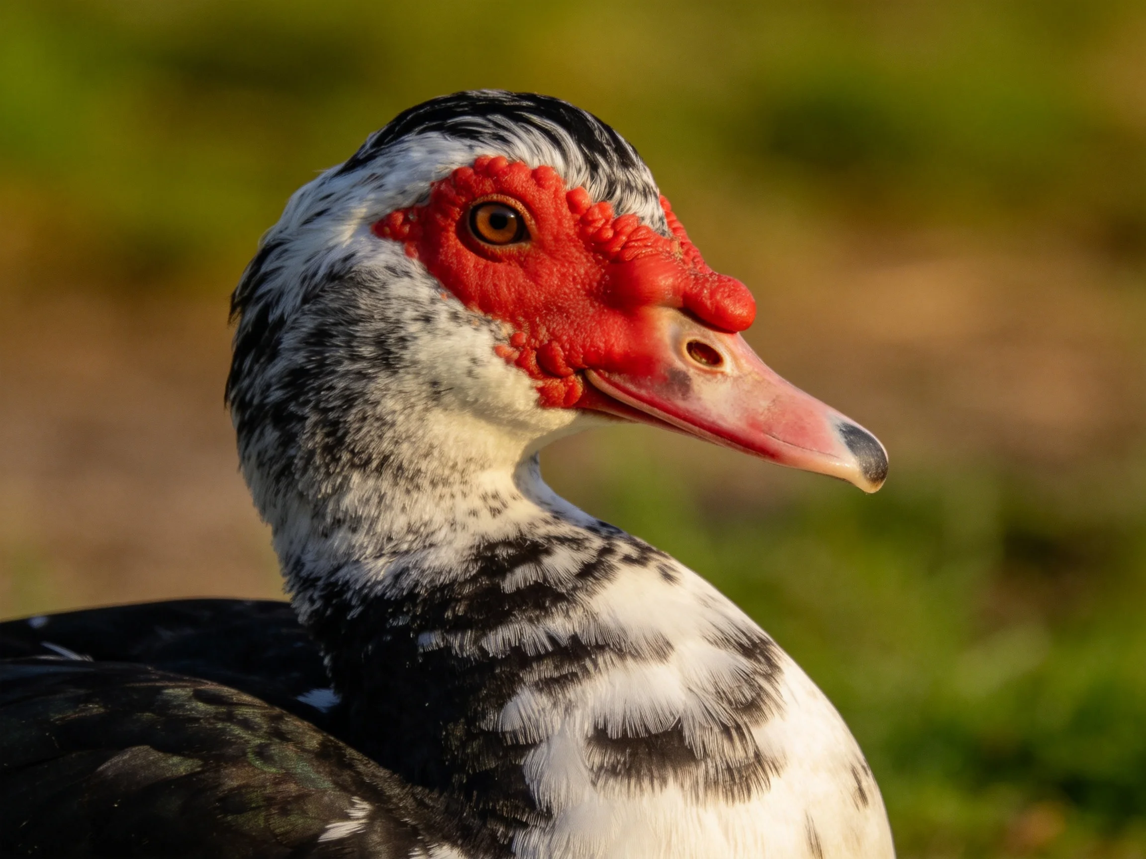 A muscovy duck with bright red facial skin and black-and-white plumage