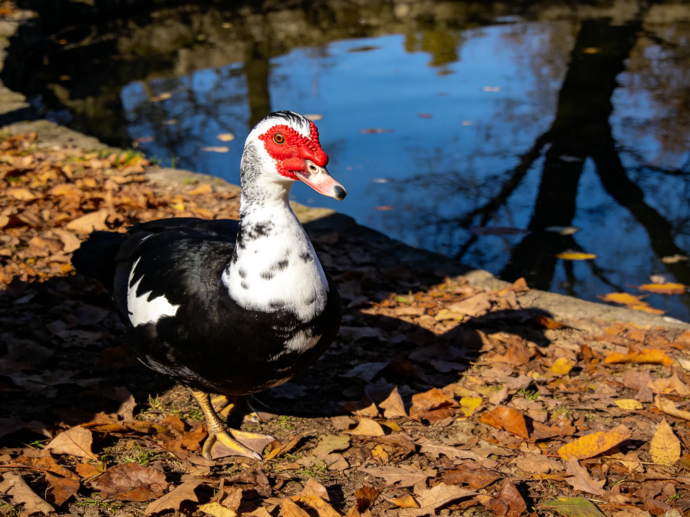 A muscovy duck with red face standing among fallen autumn leaves by a calm pond