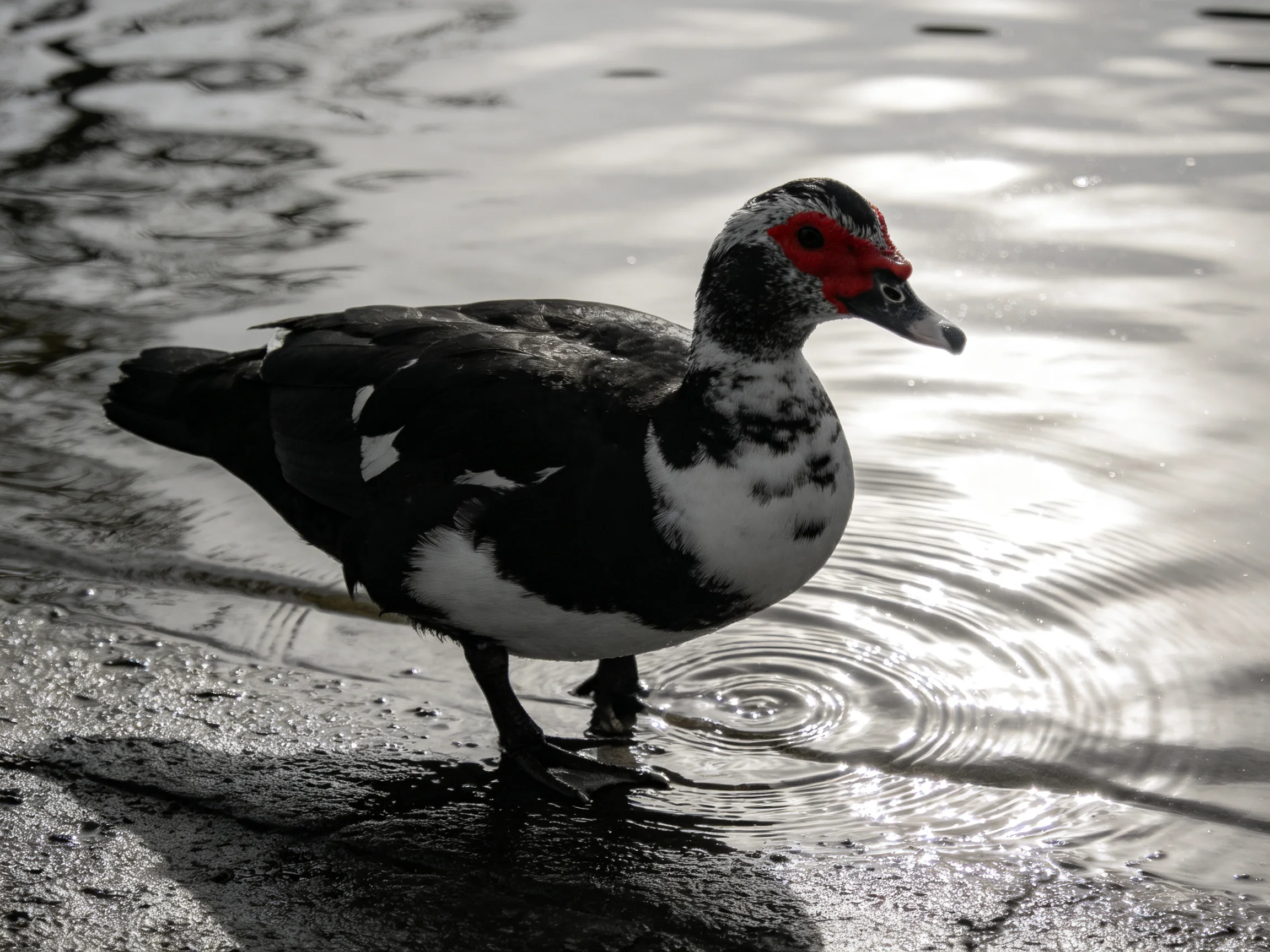 A muscovy duck with red facial skin standing by rippling water