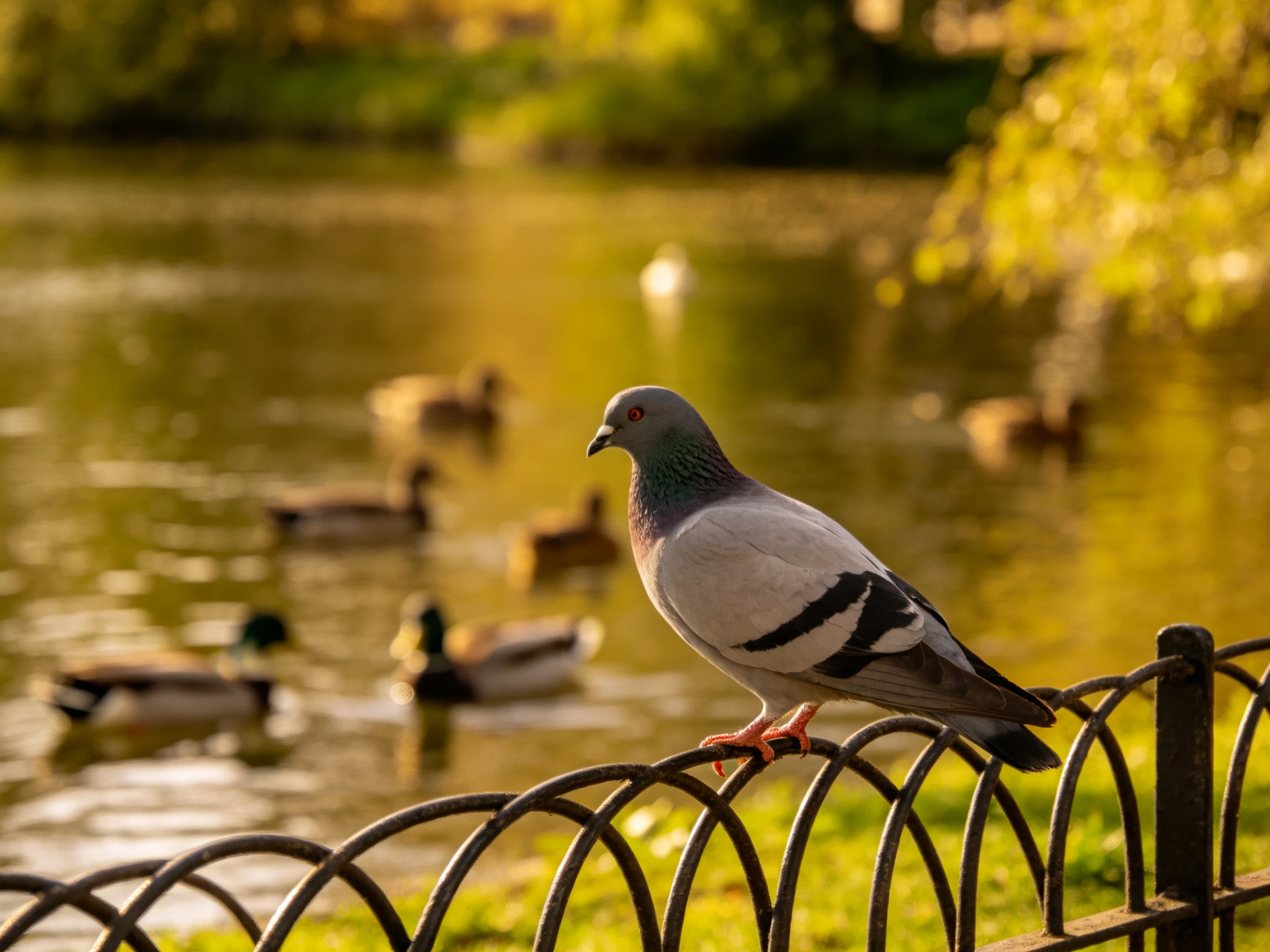 A pigeon perches on a metal fence near ducks in a sunlit pond