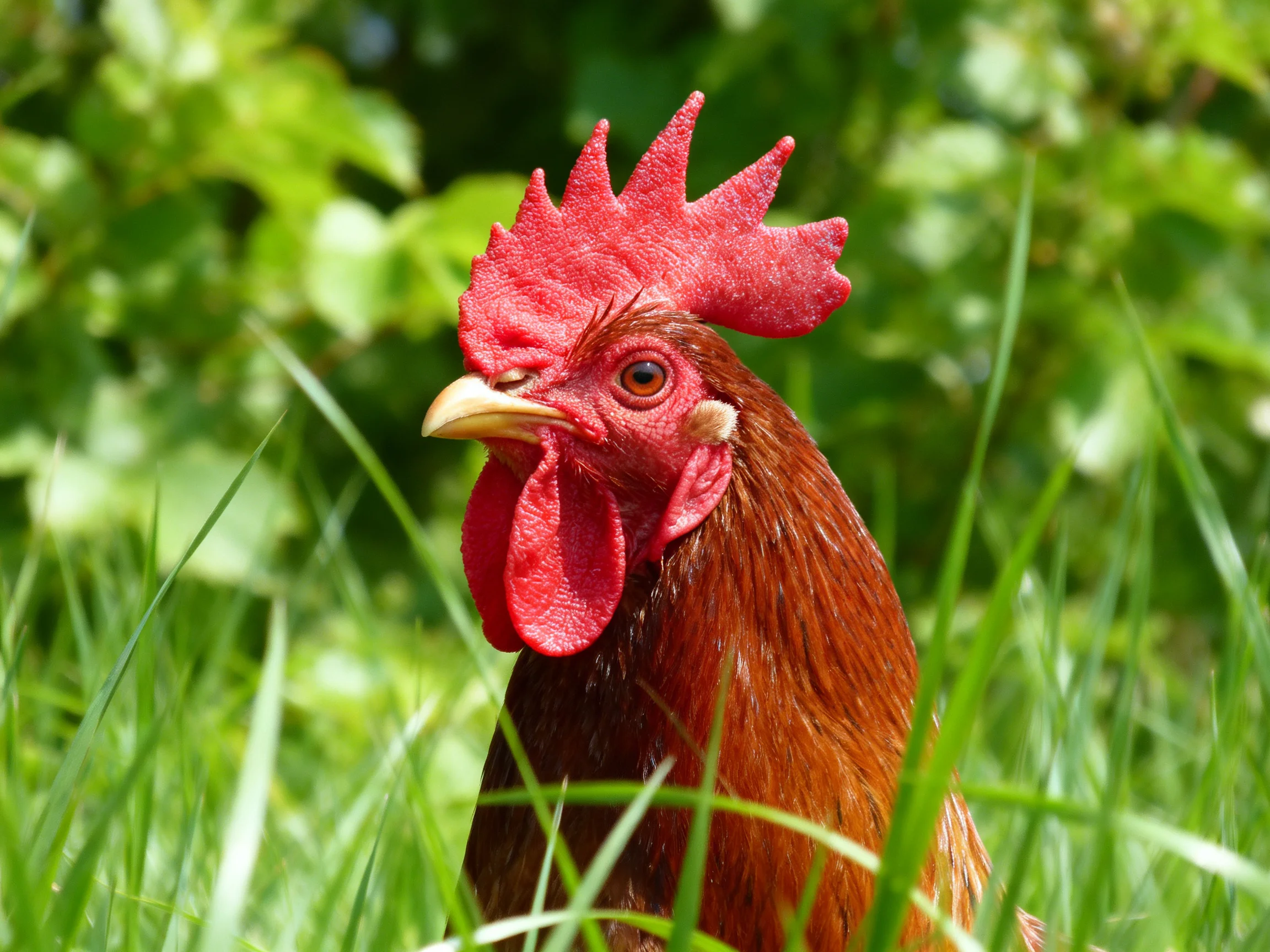 A red-combed rooster standing among tall green grass and leafy vegetation