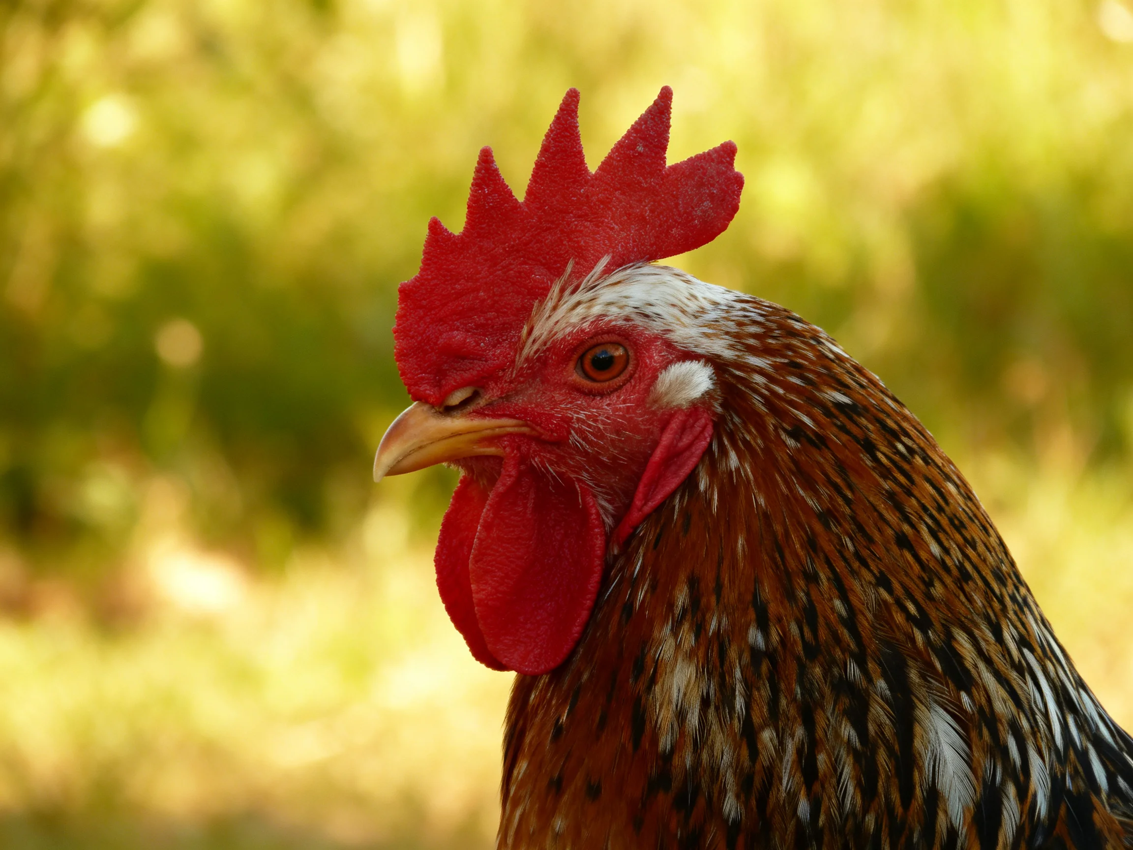A red-combed rooster with brown and white speckled feathers