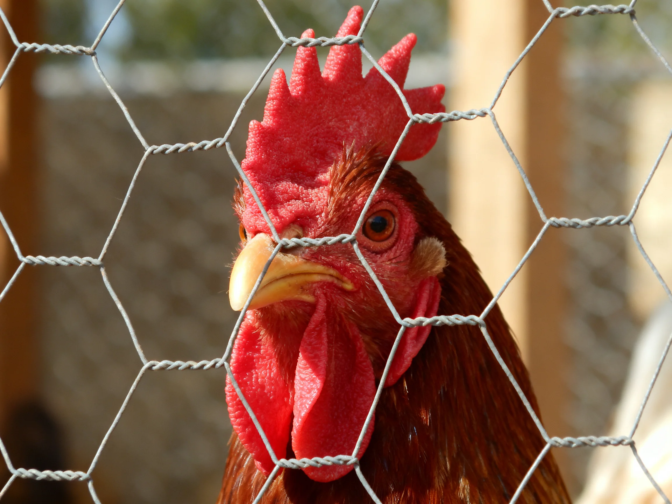 A red-combed rooster with brown feathers viewed through a hexagonal wire fence