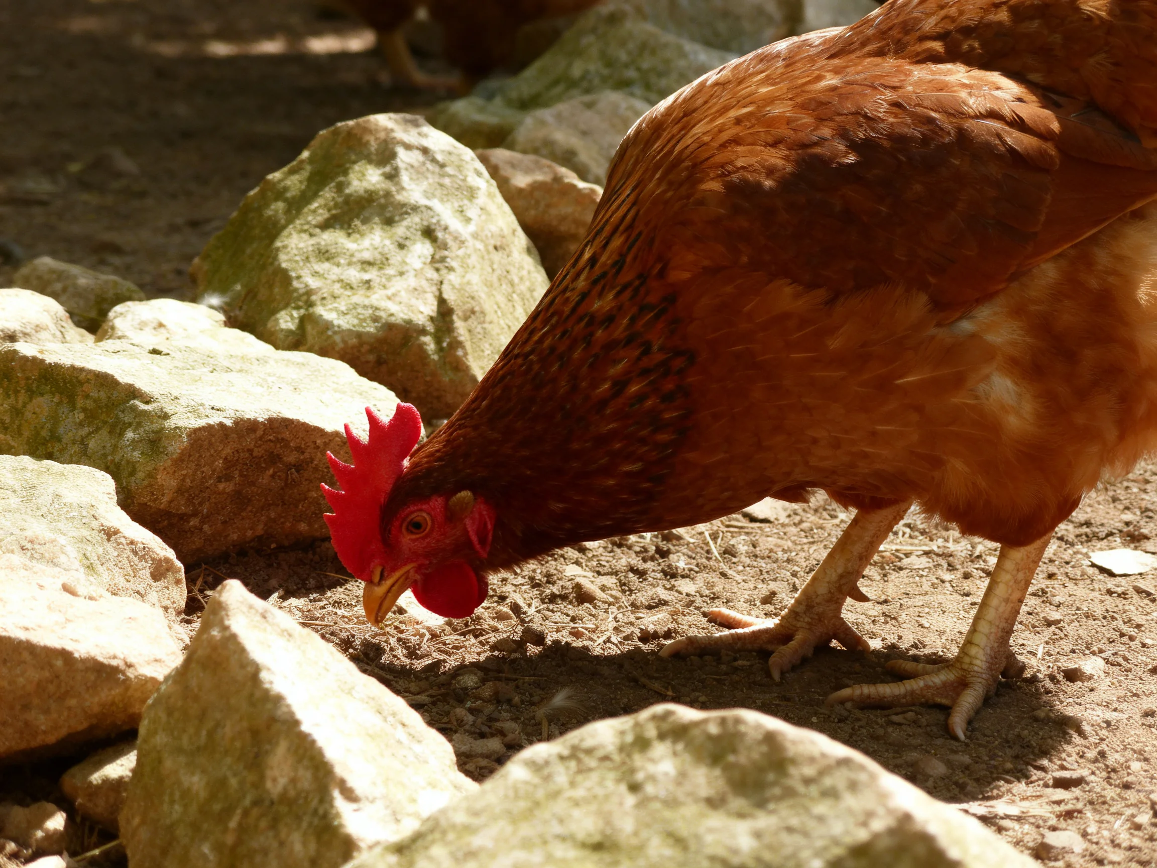 A reddish-brown chicken pecks at ground amid large rocks under sunlight.
