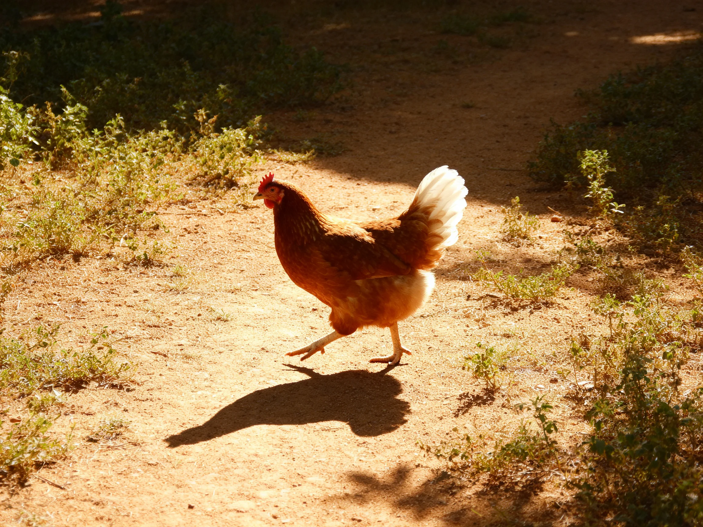 A reddish-brown chicken walks on a sunlit dirt path near green shrubs