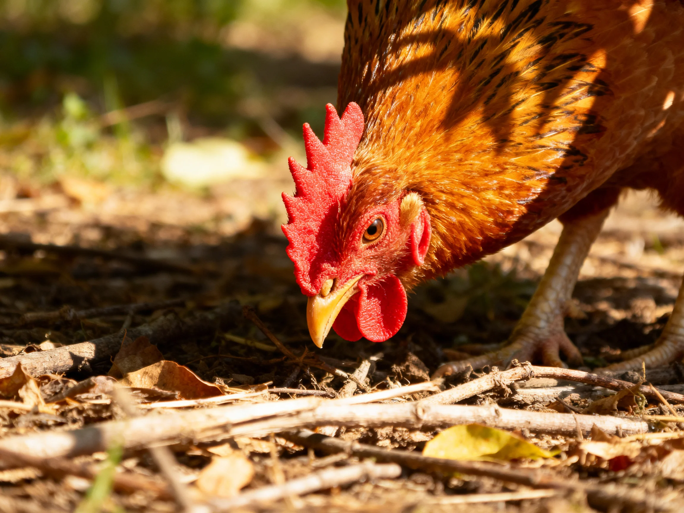 A reddish - brown chicken with bright red comb pecks at forest floor debris