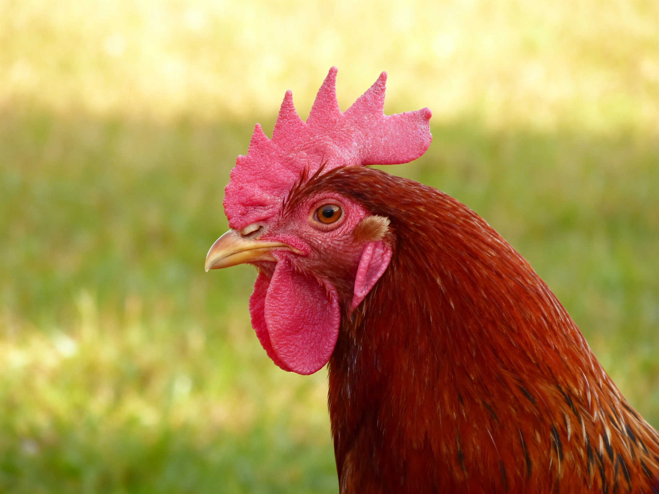 A reddish - brown chicken with vibrant pink comb and wattles in a green field
