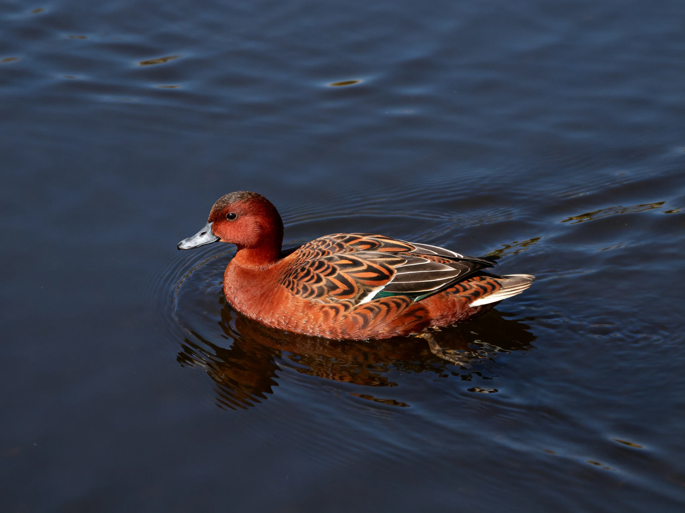 A reddish-brown duck with patterned wings swims in dark blue water