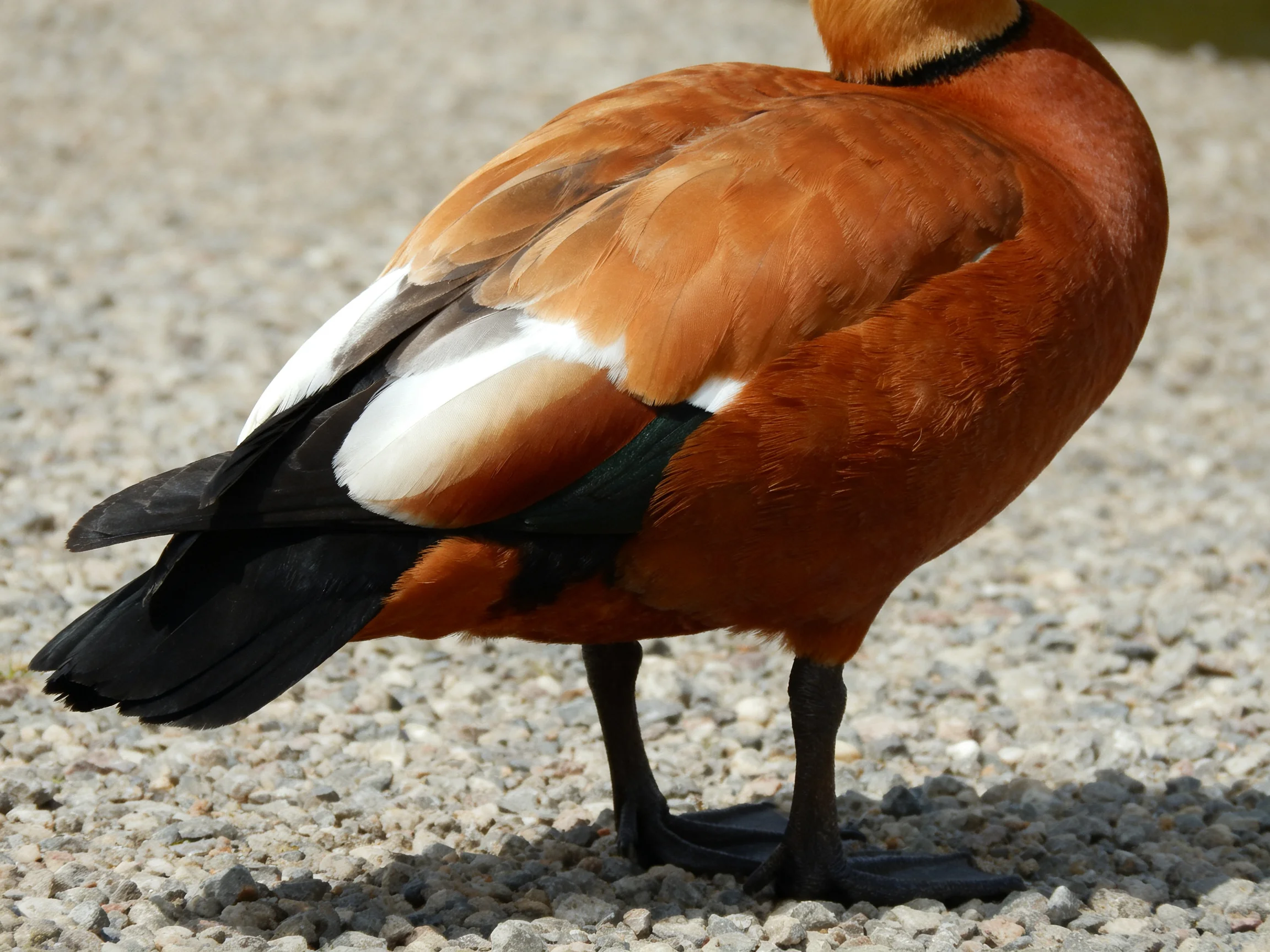 A reddish-brown duck with white and black plumage stands on gravel.
