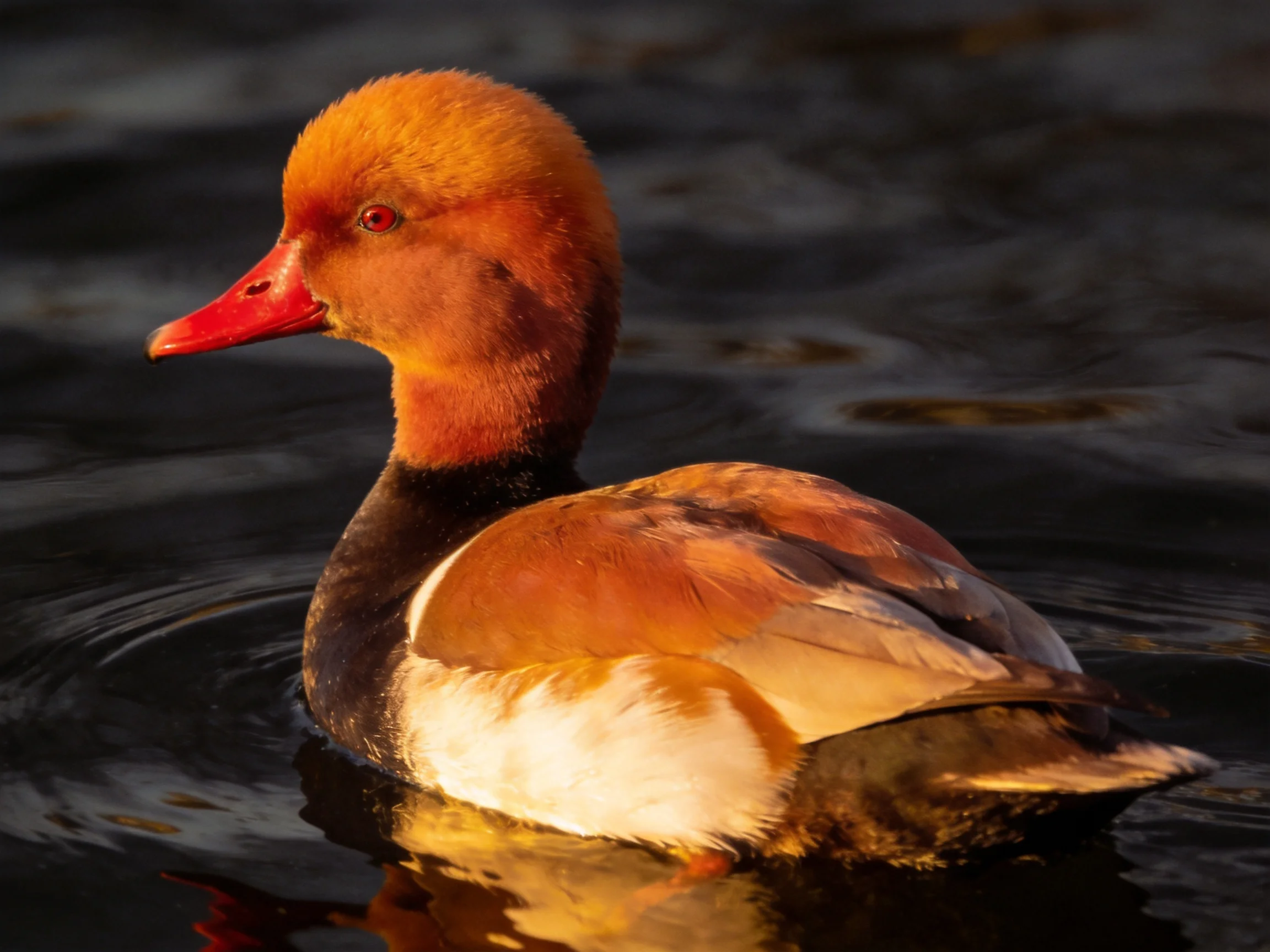 A reddish-brown headed duck swimming in dark water