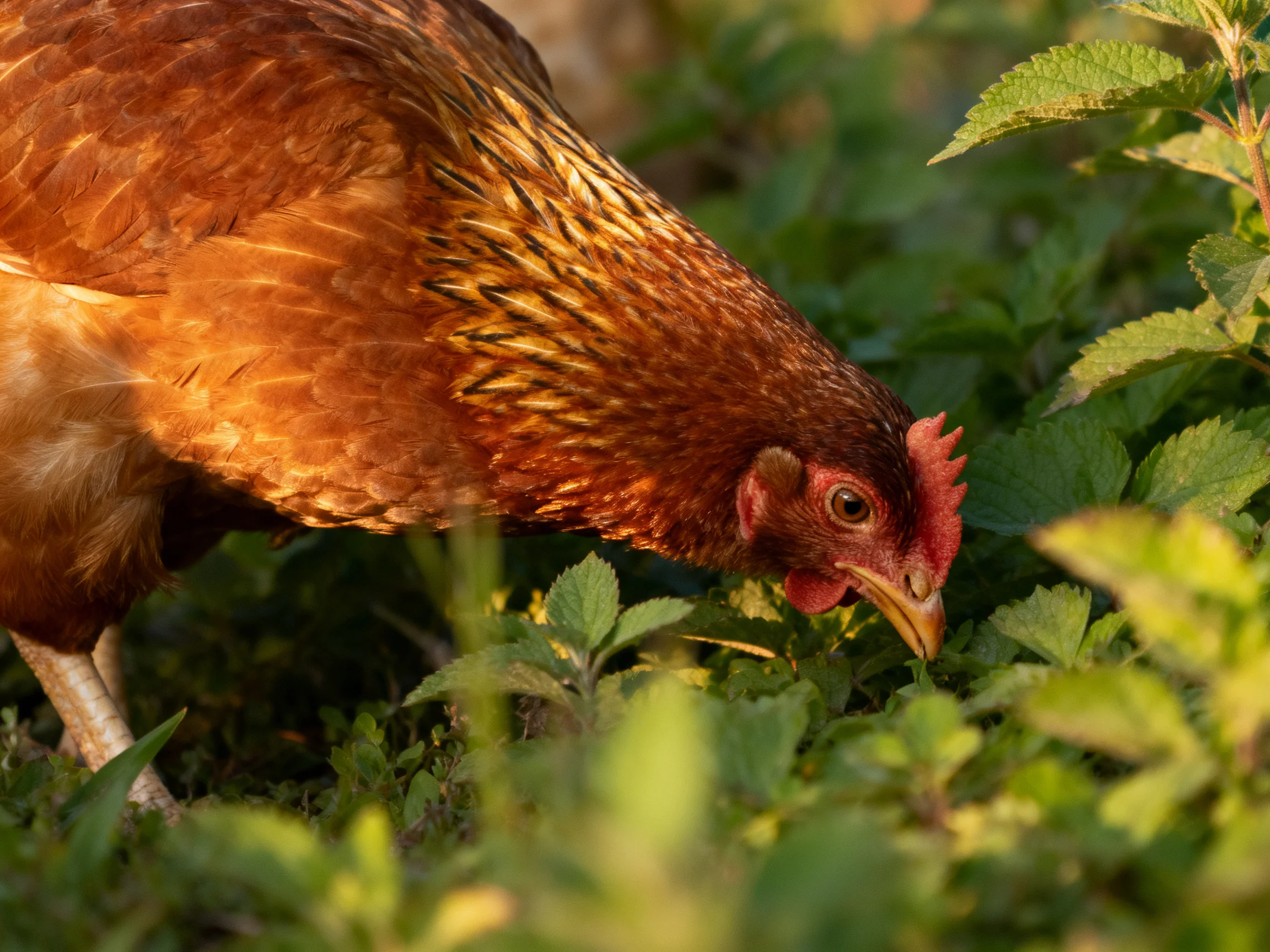 A reddish-brown hen forages among lush green foliage