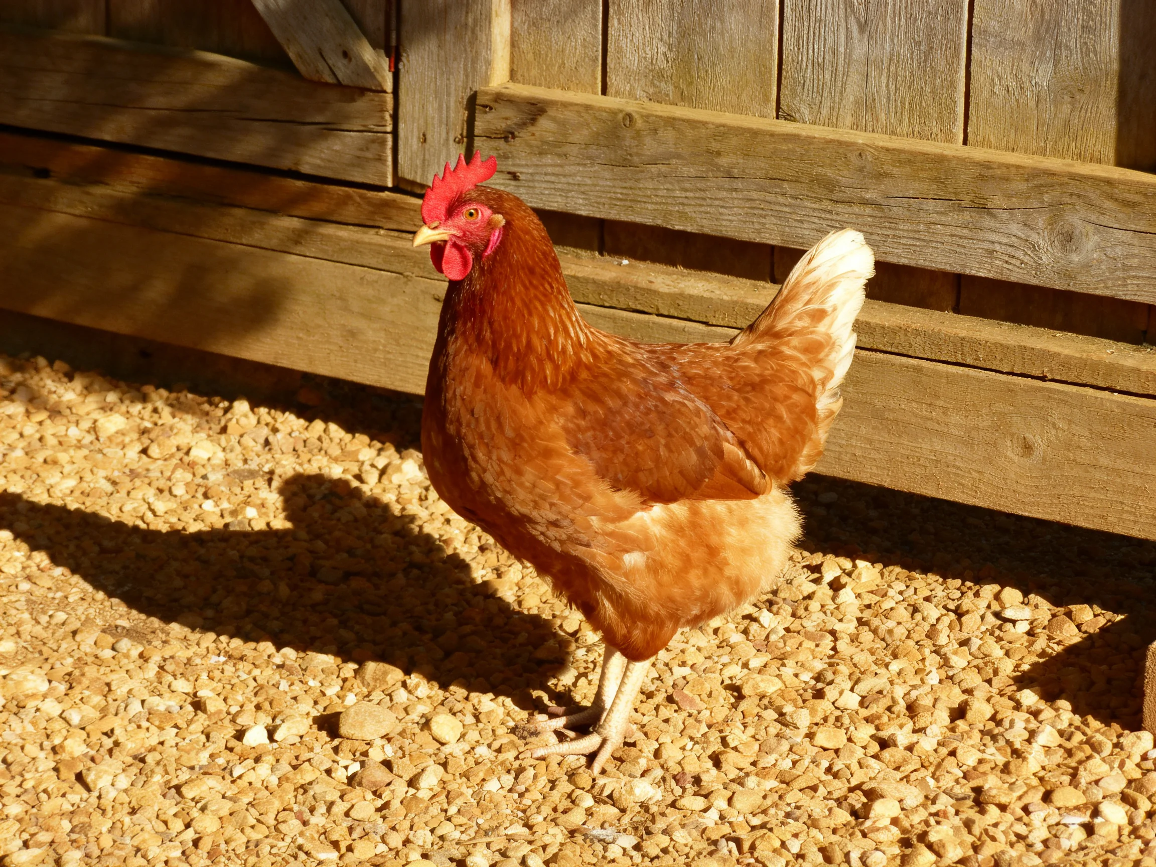 A reddish-brown hen stands on gravel beside a wooden structure.