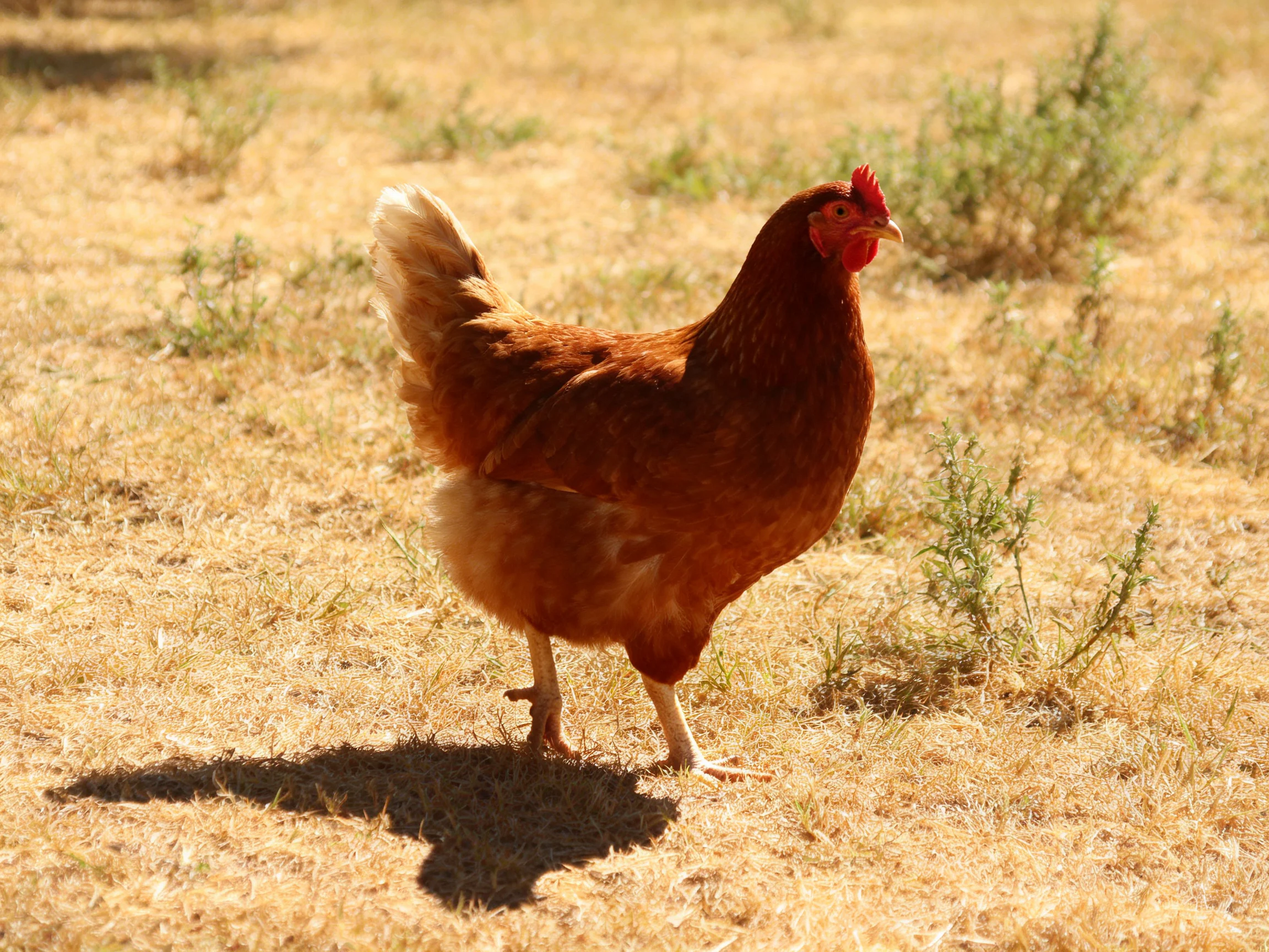 A reddish-brown hen roams dry, golden grassy terrain