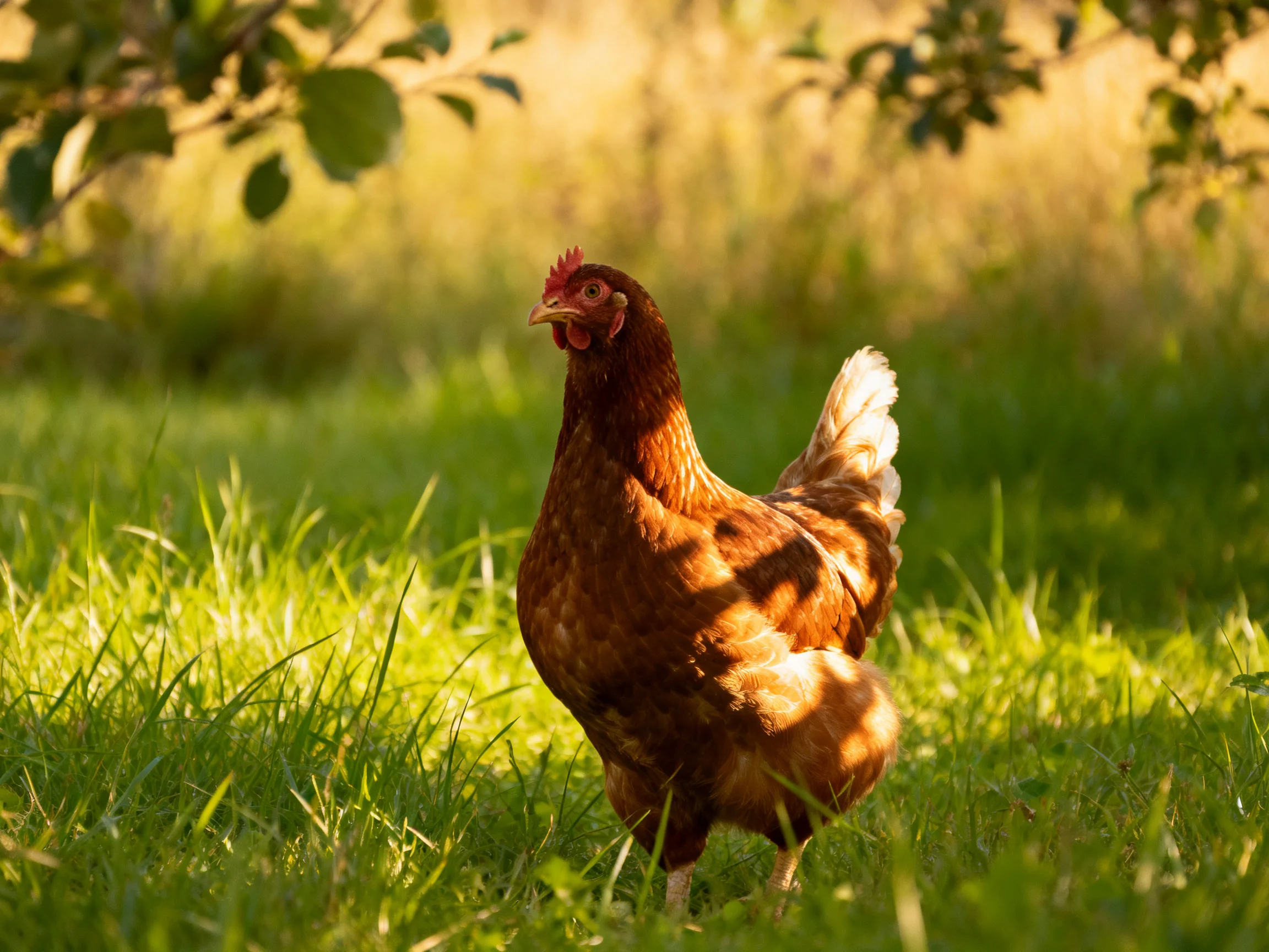 A reddish-brown hen roams in sun-dappled green grass near leafy trees