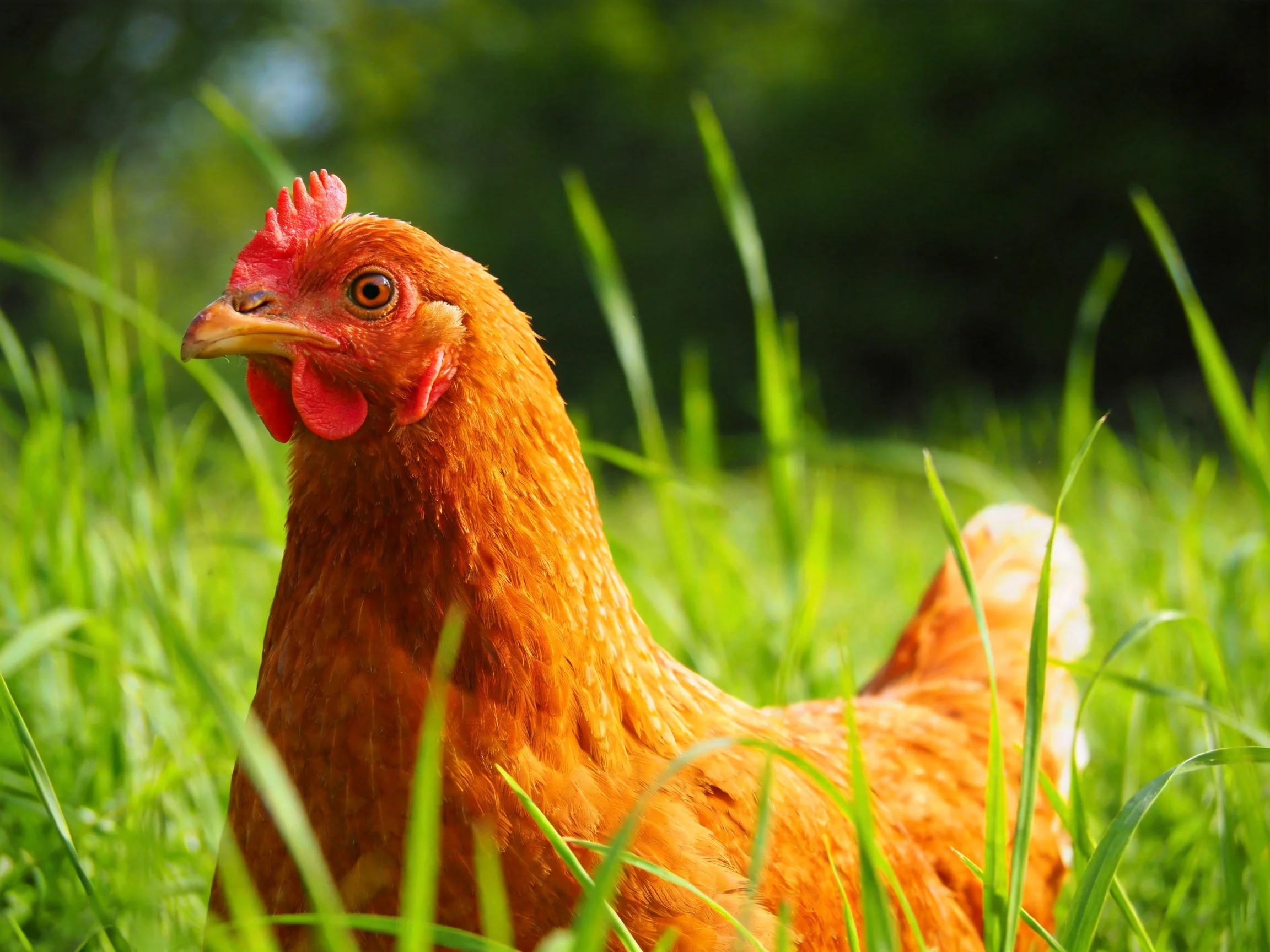 A reddish - brown hen stands among lush green grass blades