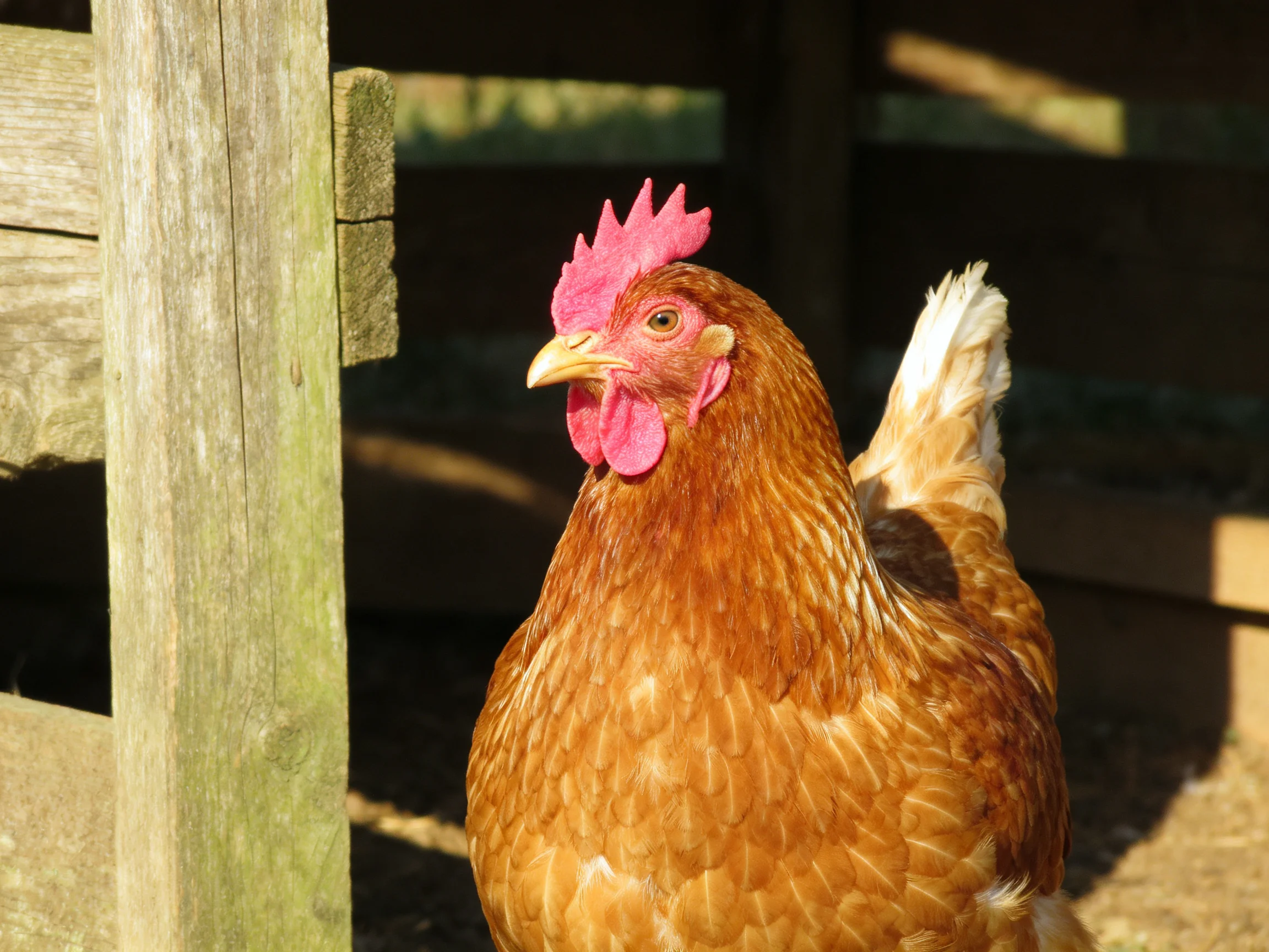 A reddish-brown hen with vibrant pink comb near wooden shelter
