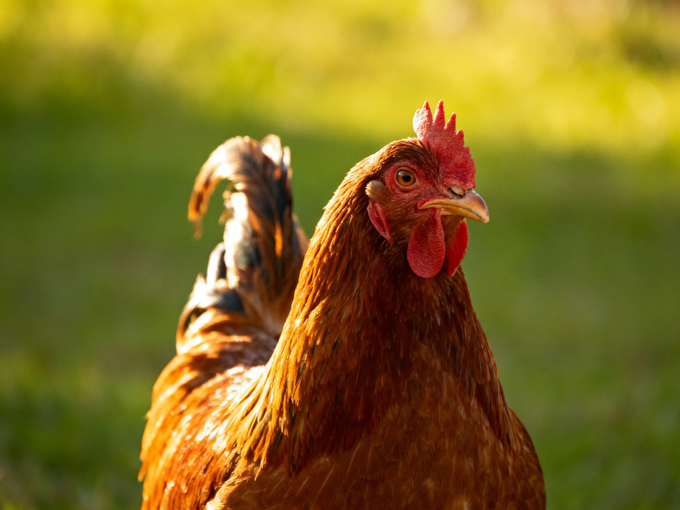 A reddish-brown hen stands in a sunlit green outdoor environment.