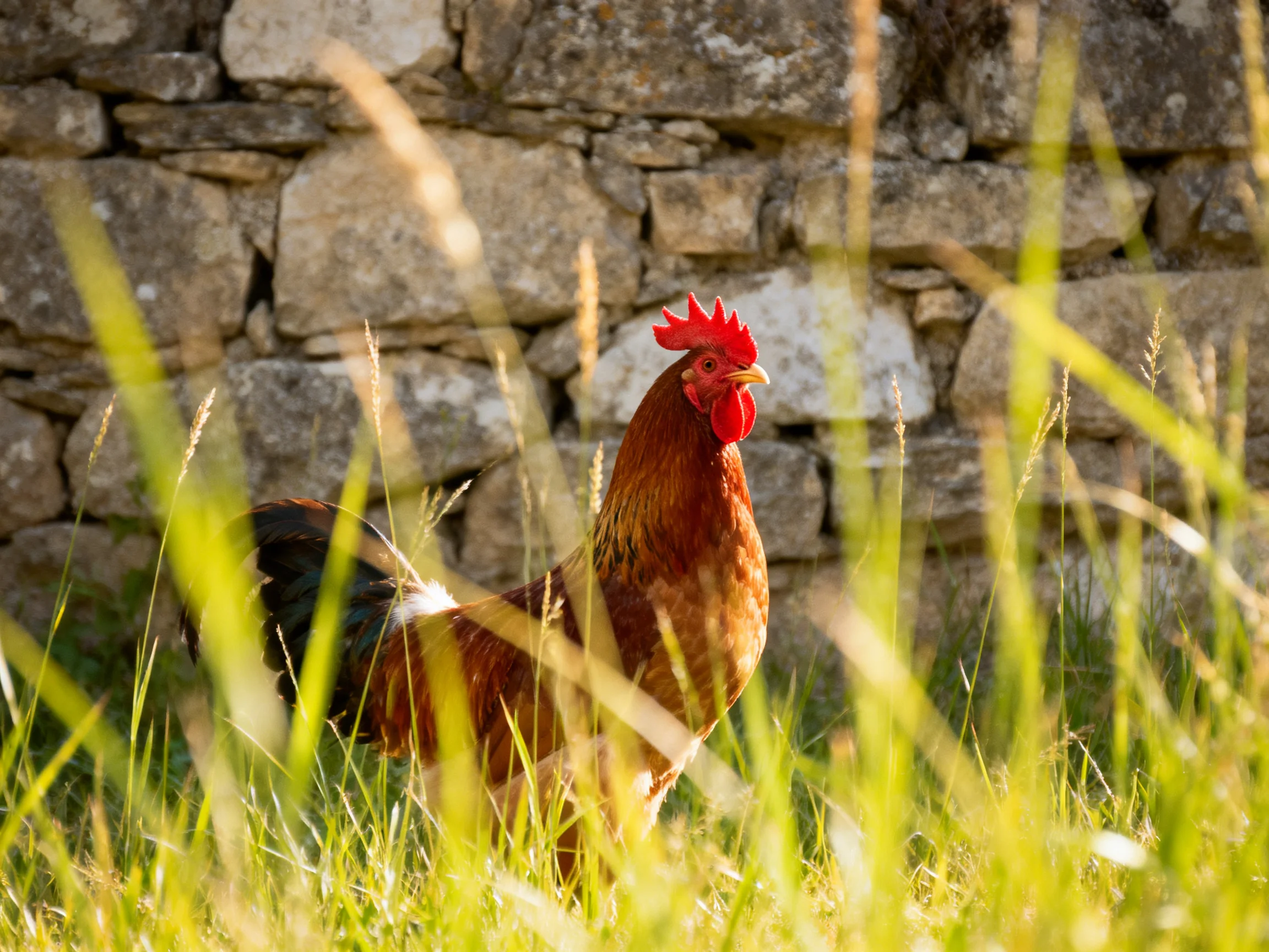 A rooster stands in tall grass near an old stone wall
